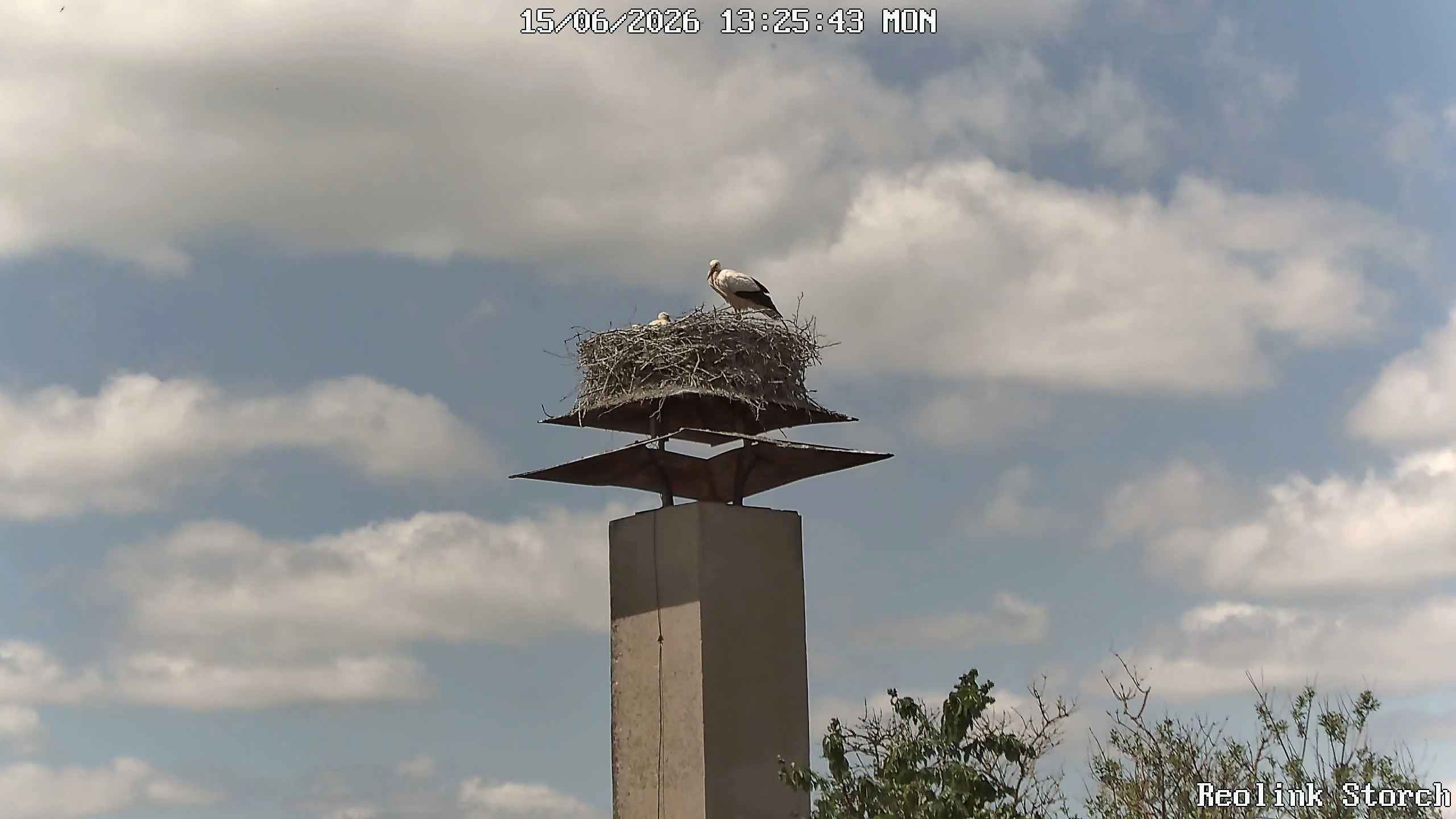 Storchencam Bild