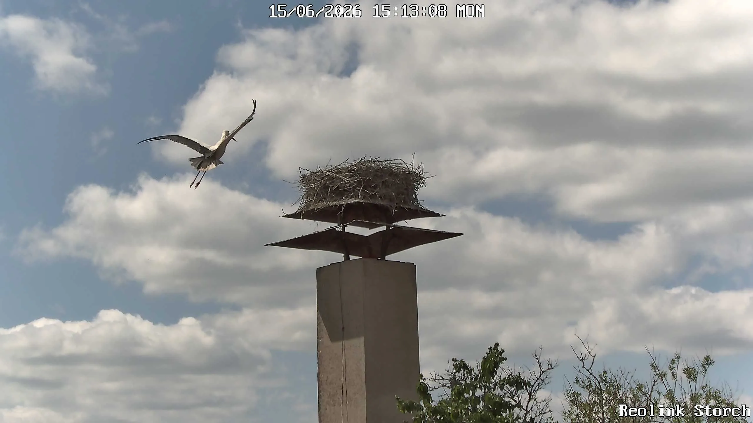 Storchencam Bild