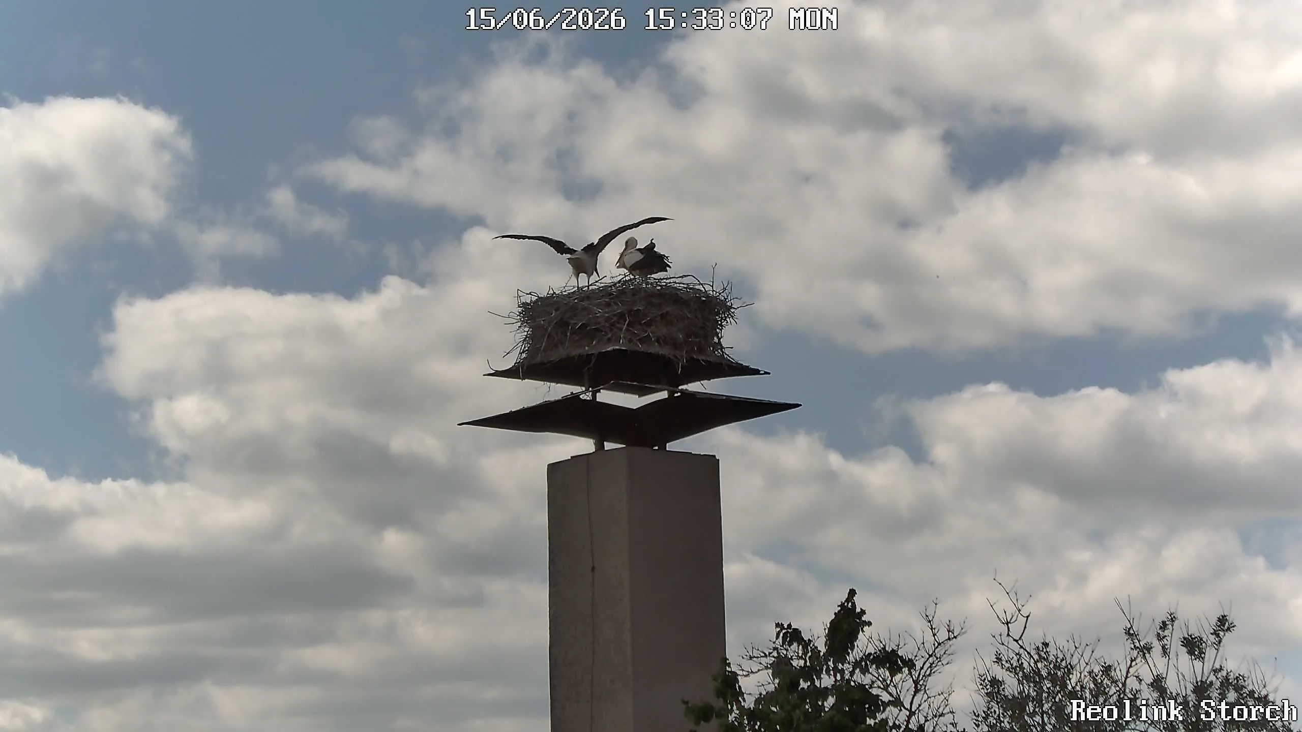 Storchencam Bild