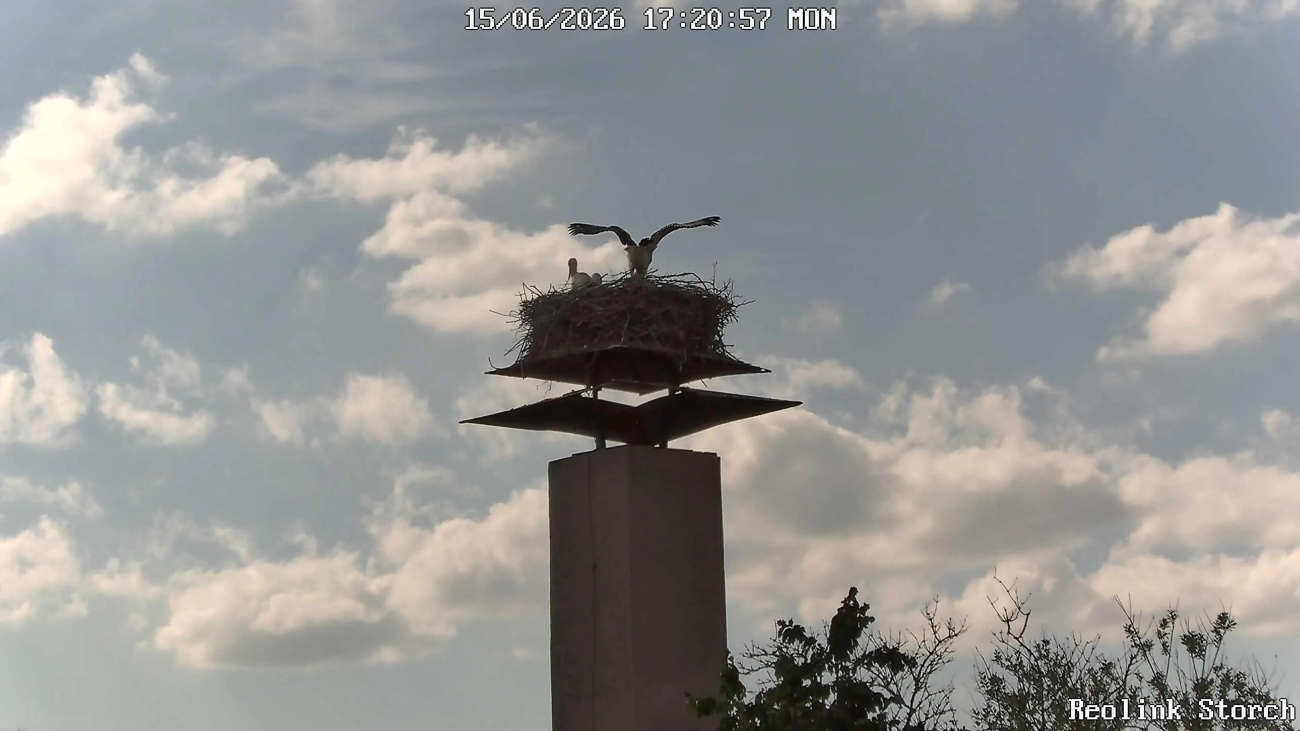 Storchencam Bild