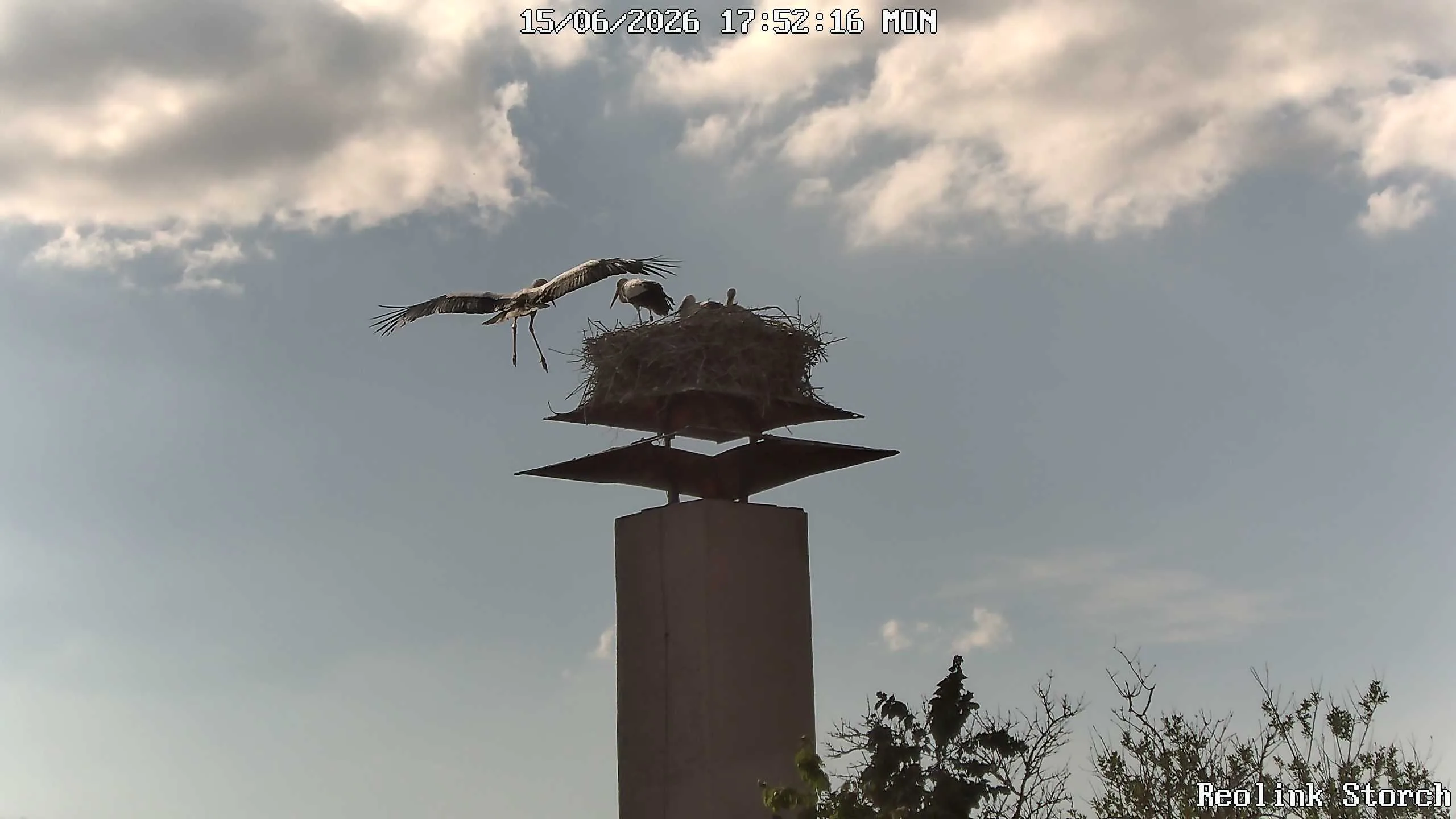 Storchencam Bild