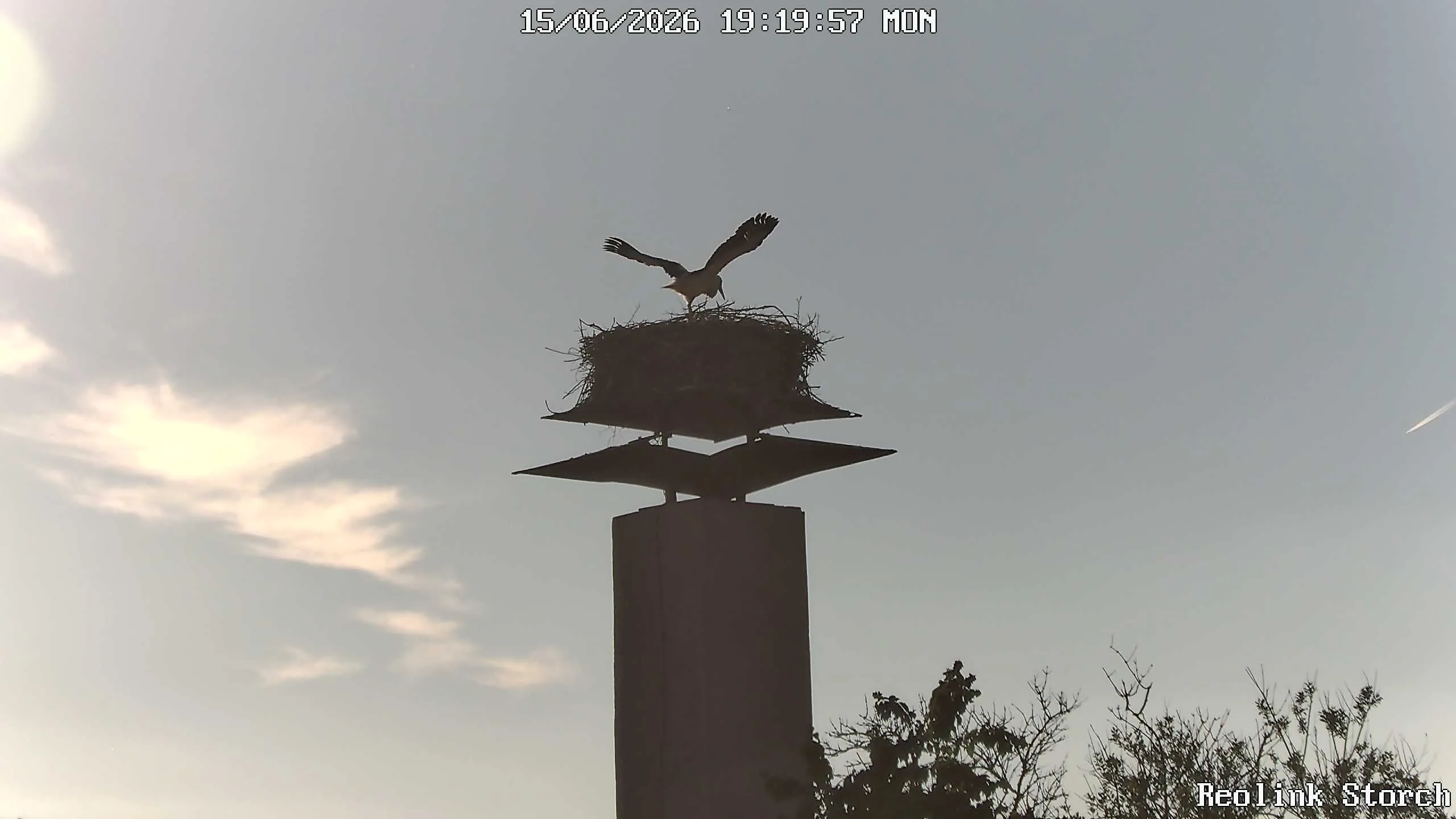 Storchencam Bild