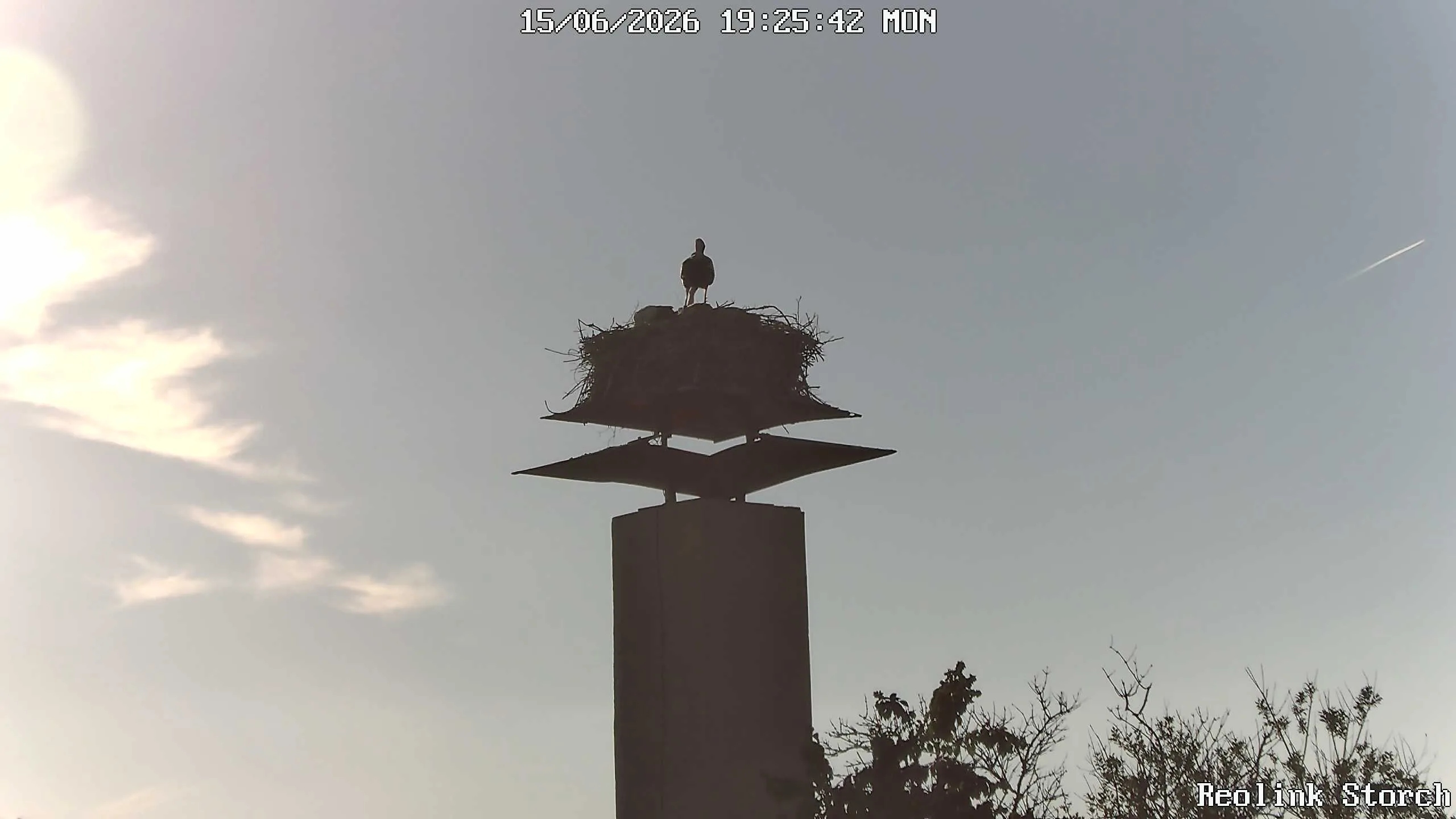 Storchencam Bild