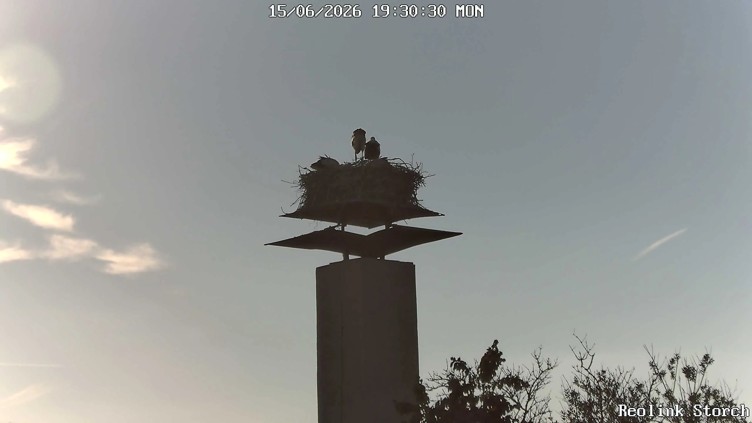Storchencam Bild