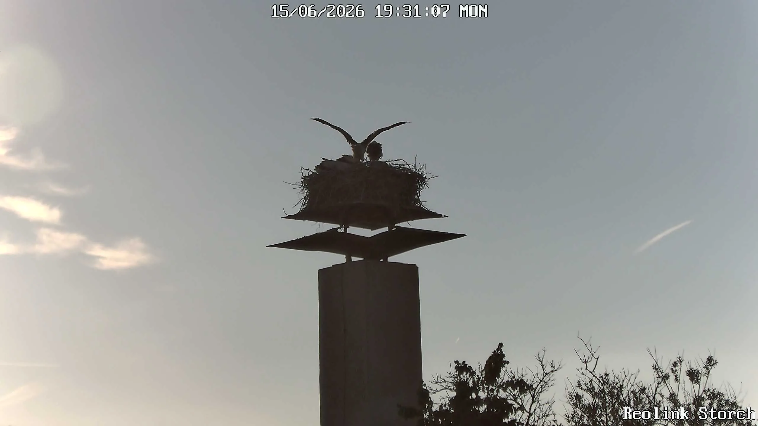 Storchencam Bild