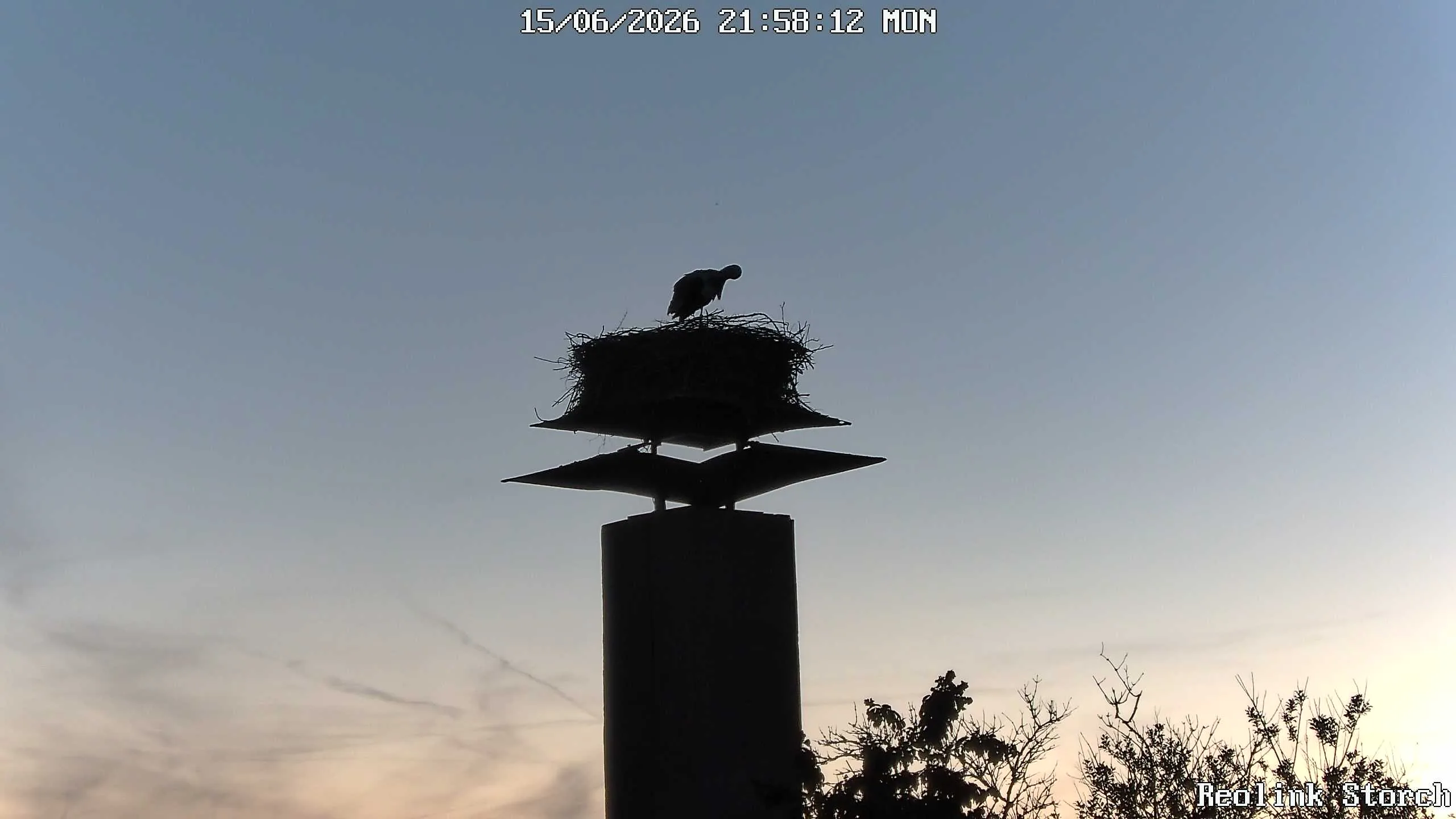 Storchencam Bild