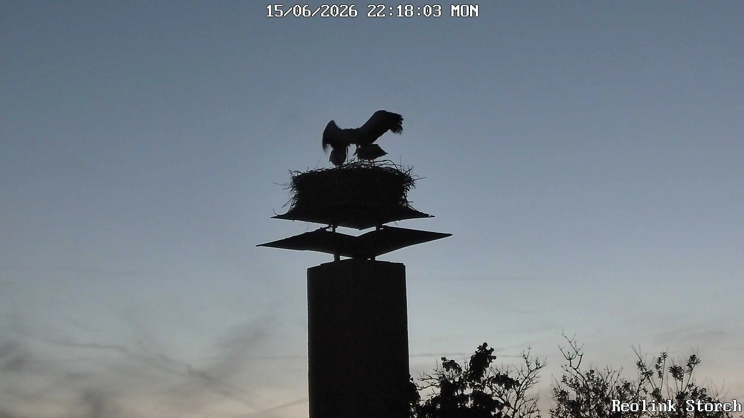 Storchencam Bild