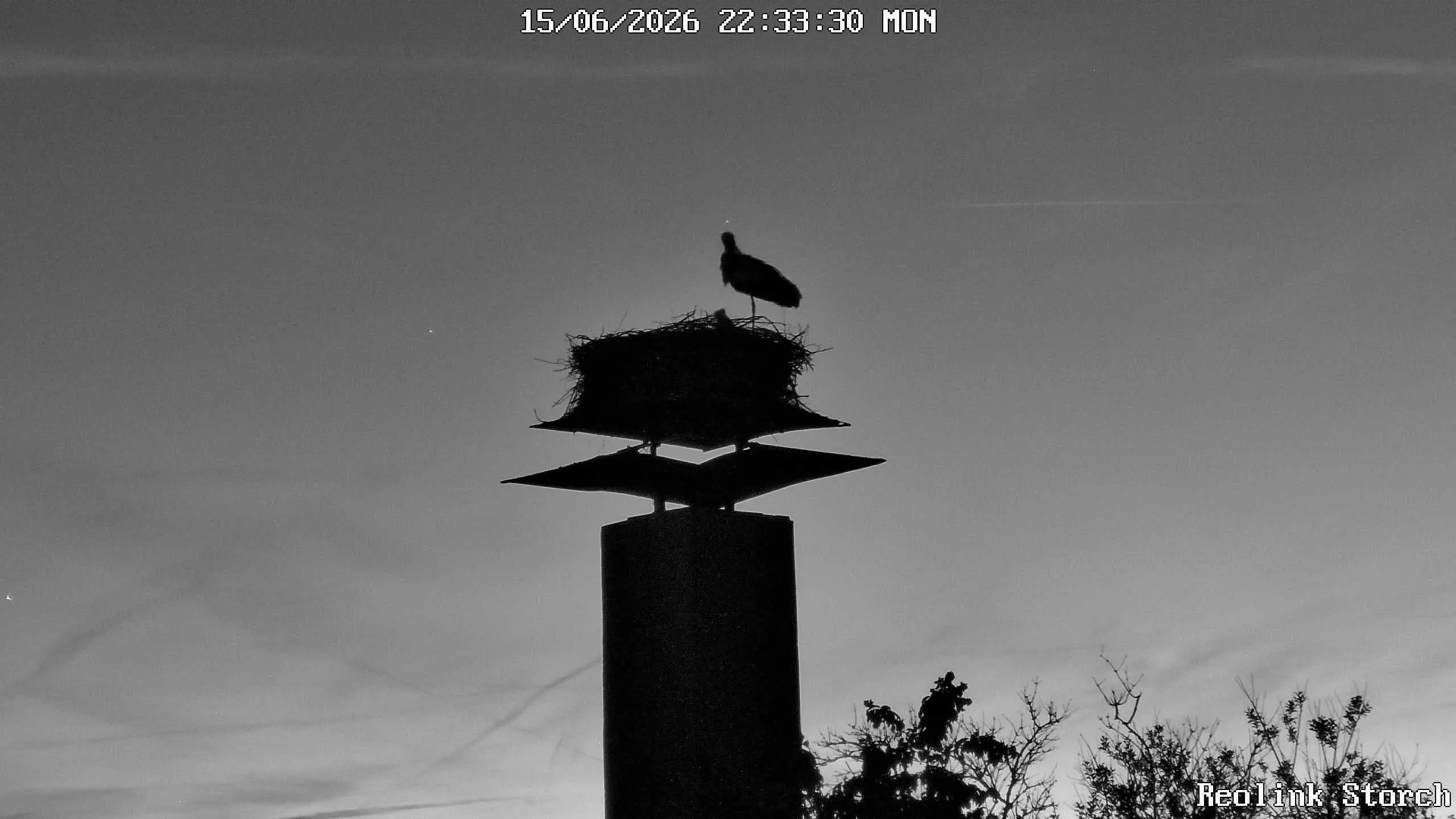 Storchencam Bild