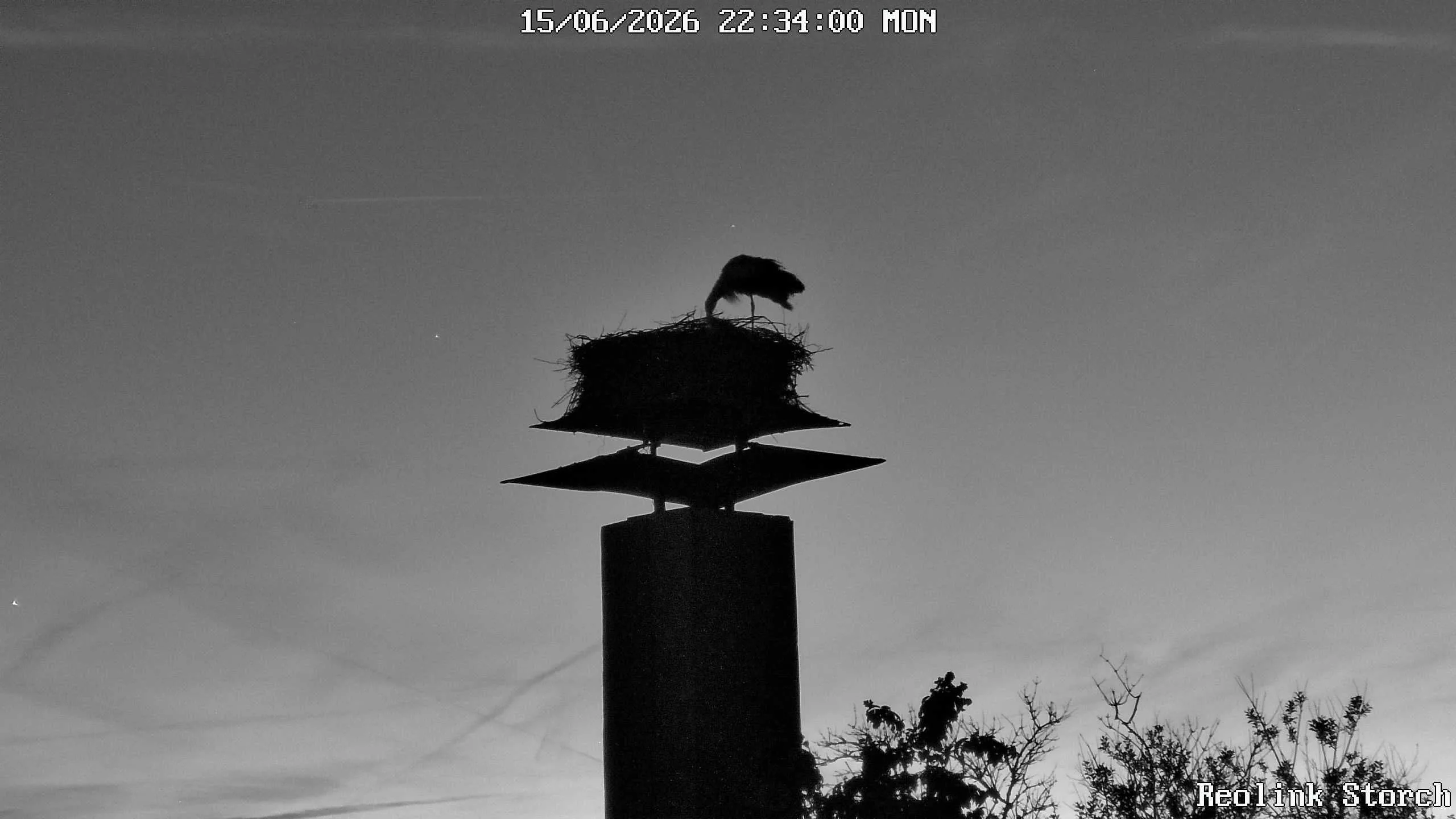 Storchencam Bild