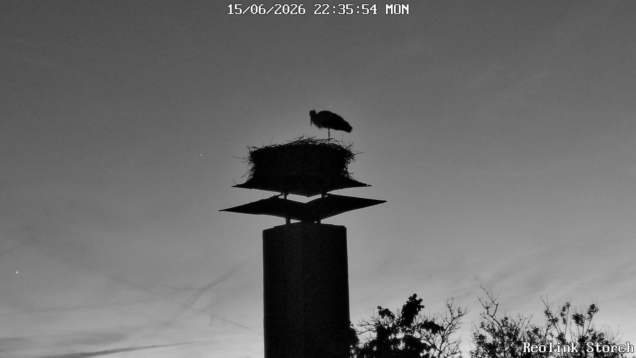Storchencam Bild