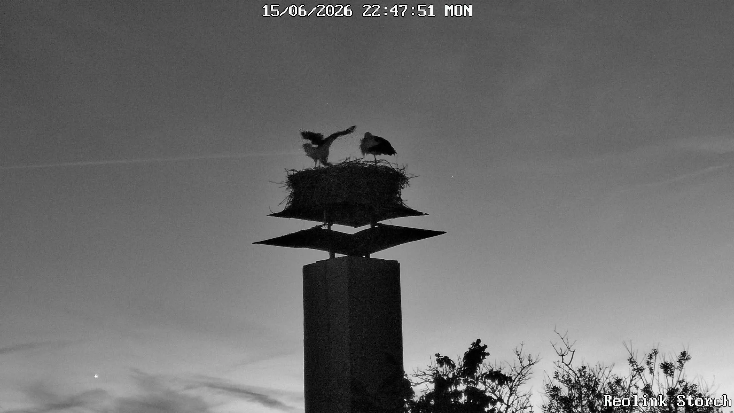 Storchencam Bild