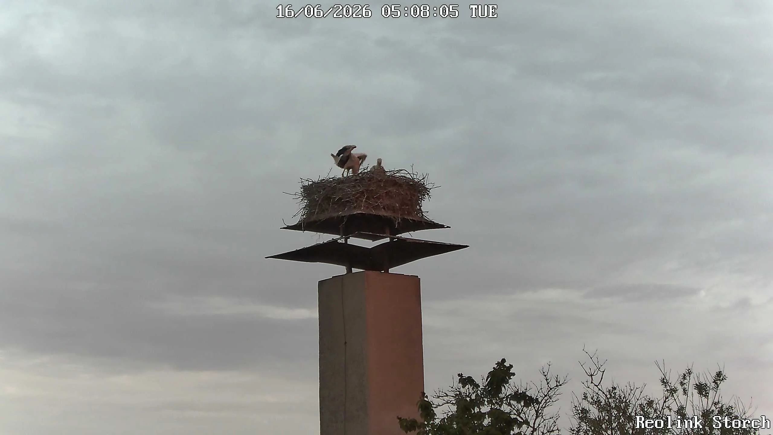 Storchencam Bild