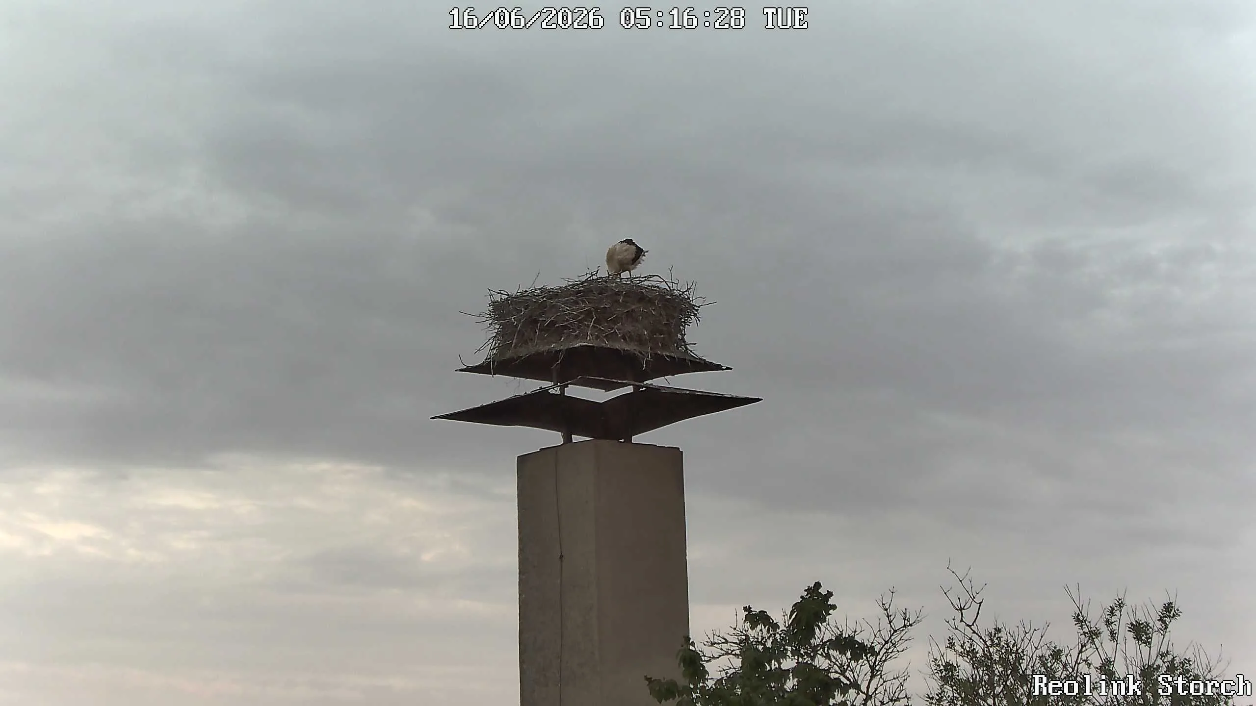 Storchencam Bild