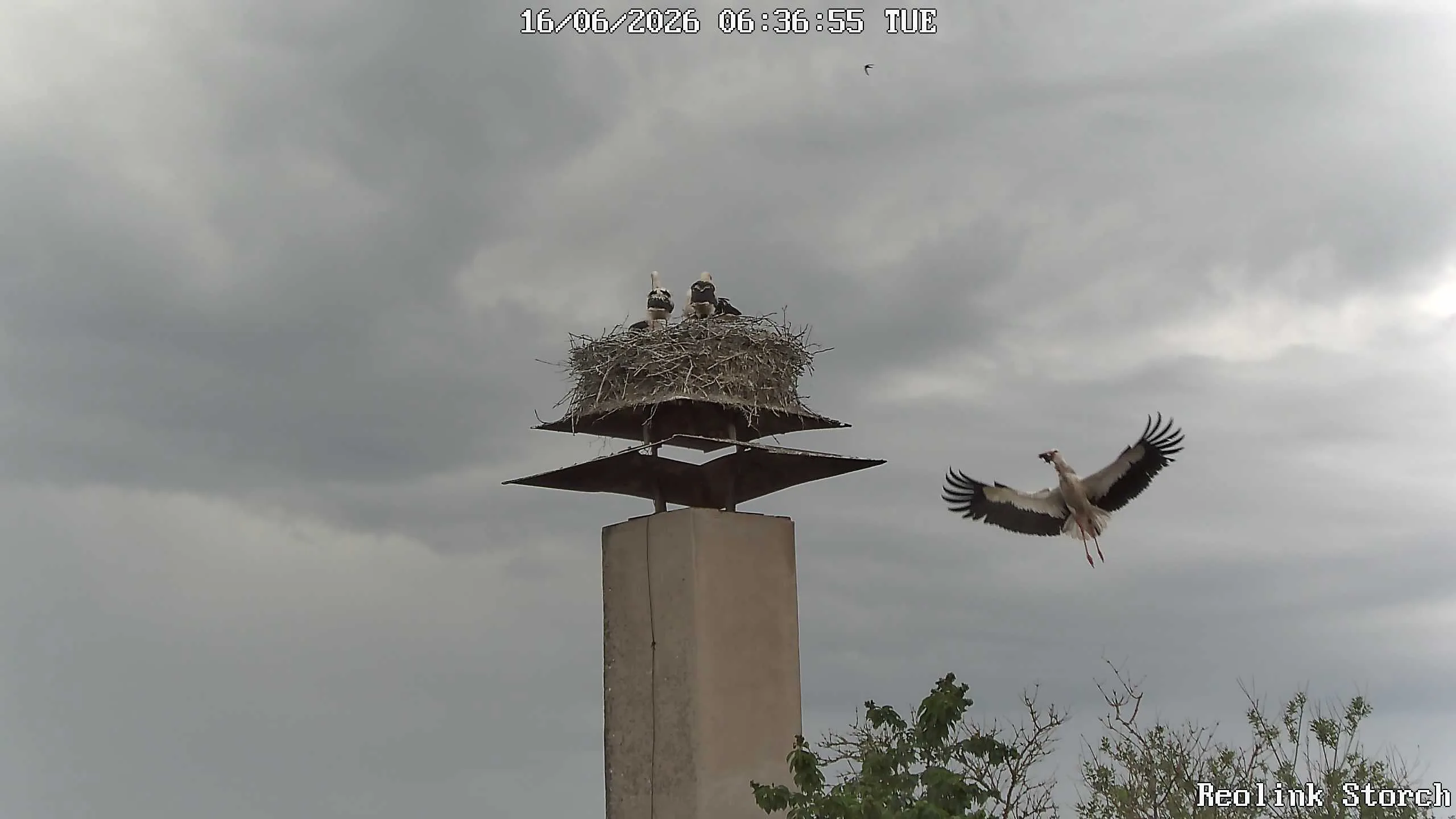 Storchencam Bild