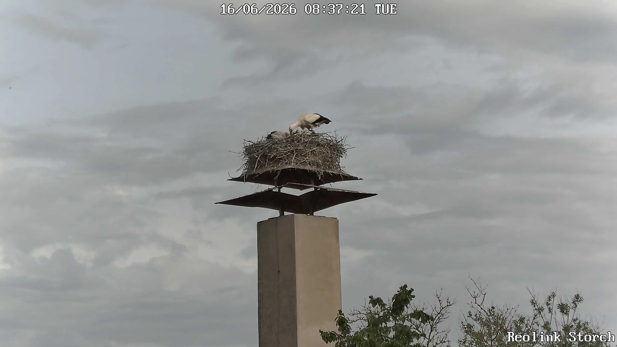 Storchencam Bild