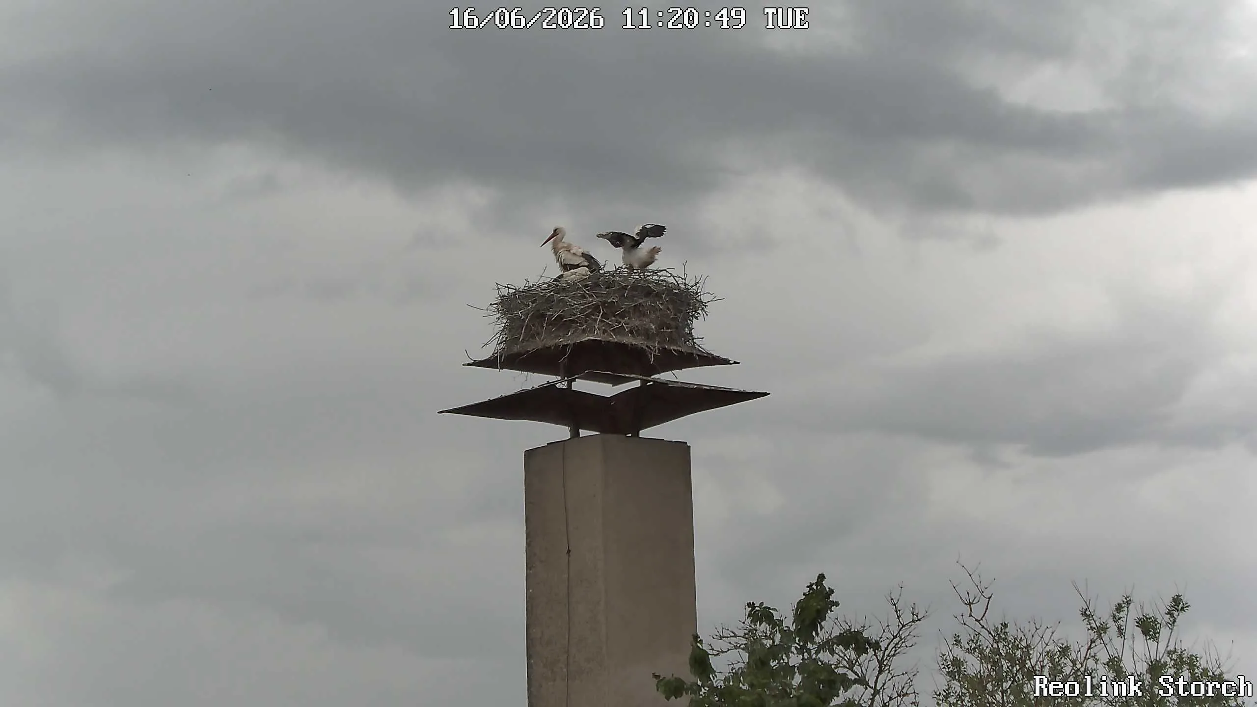 Storchencam Bild
