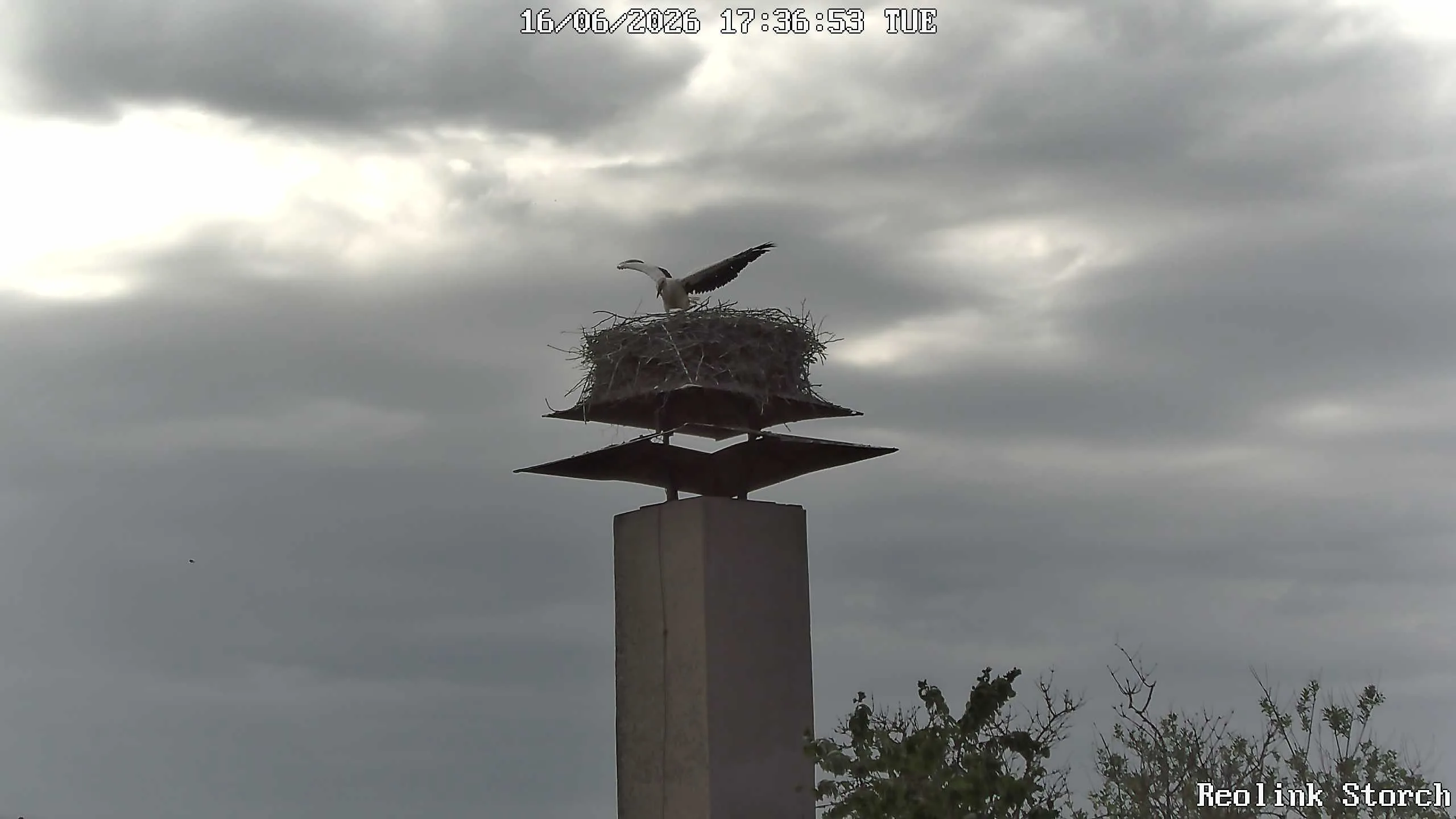 Storchencam Bild