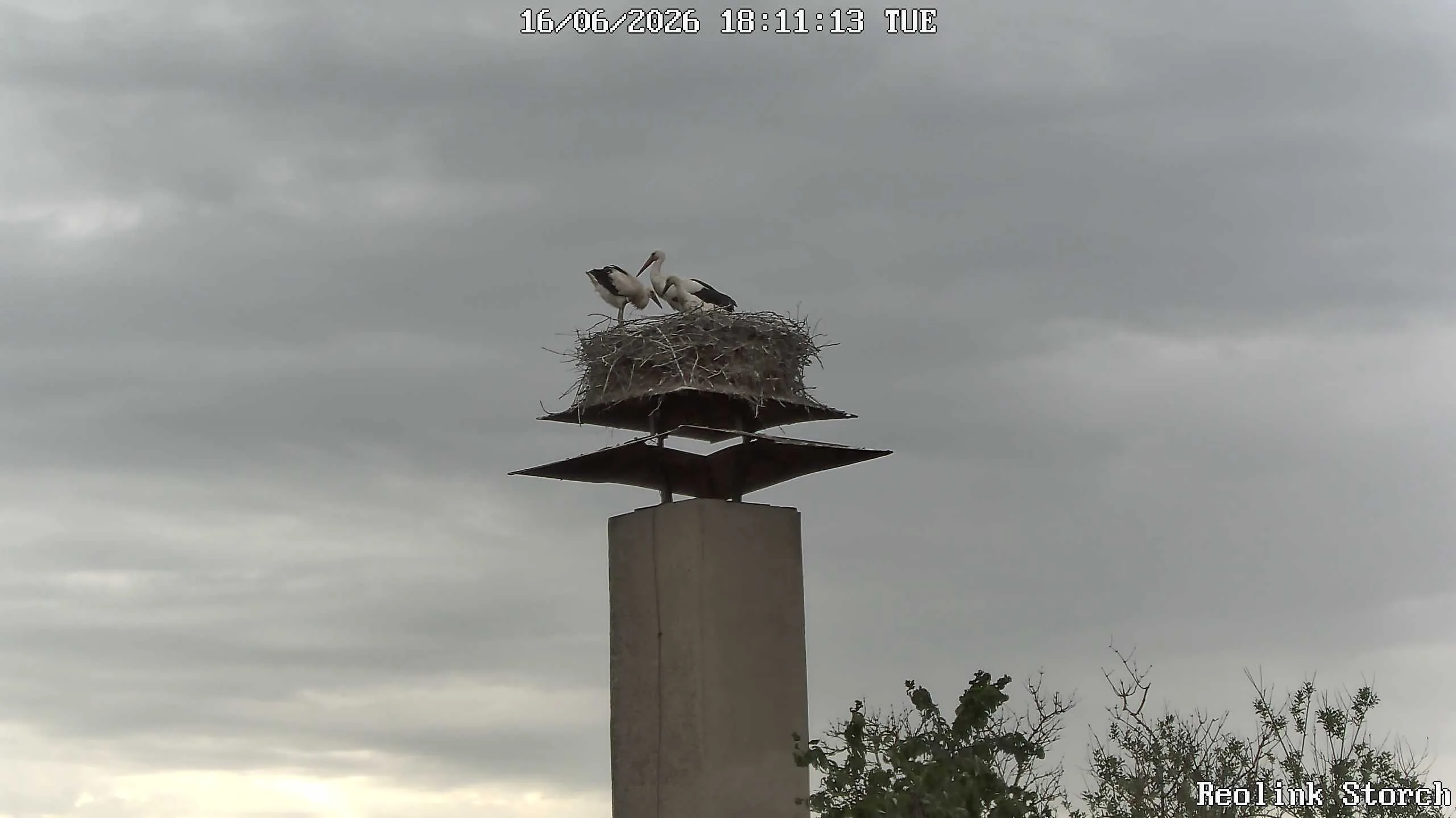 Storchencam Bild
