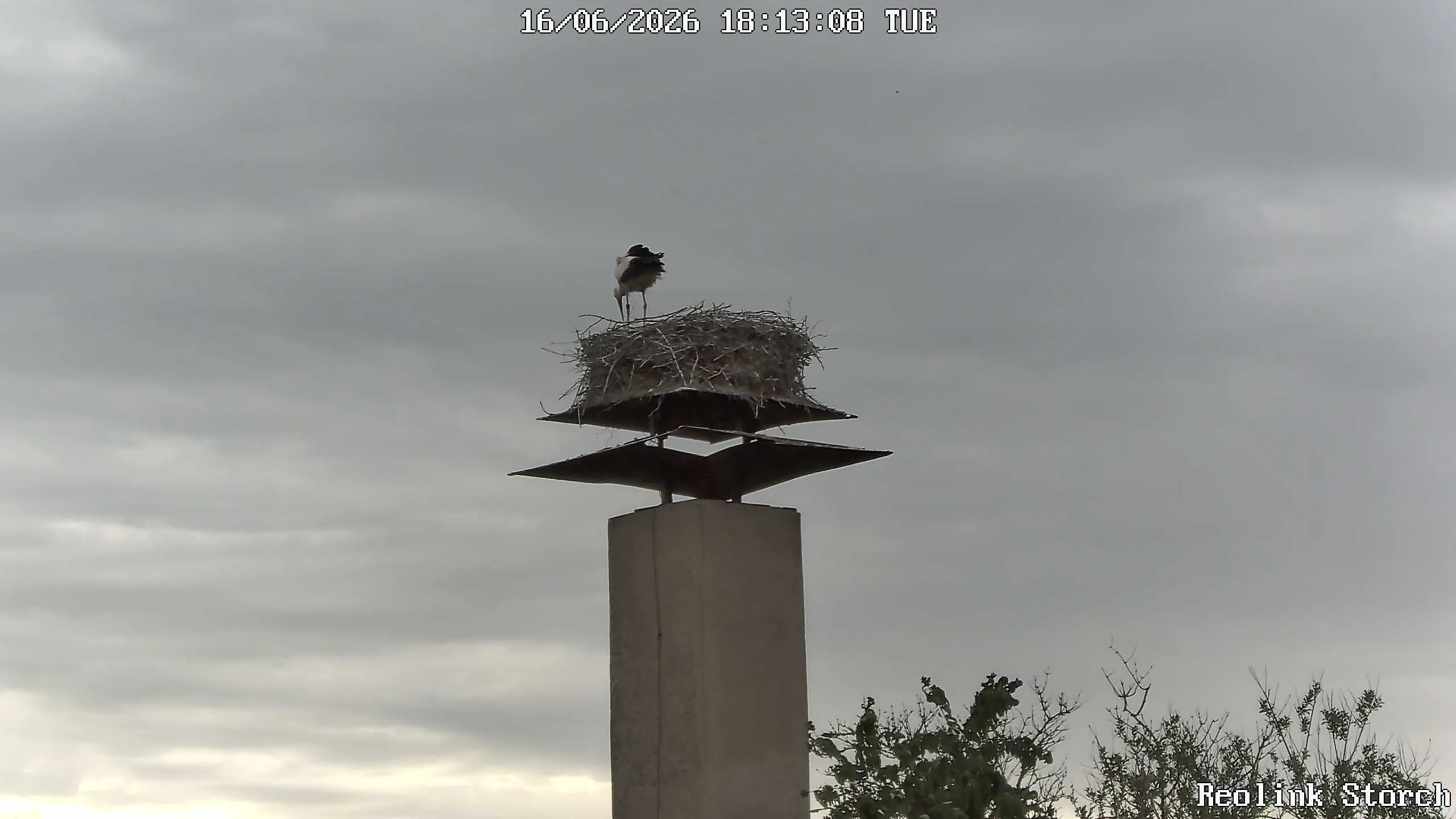 Storchencam Bild