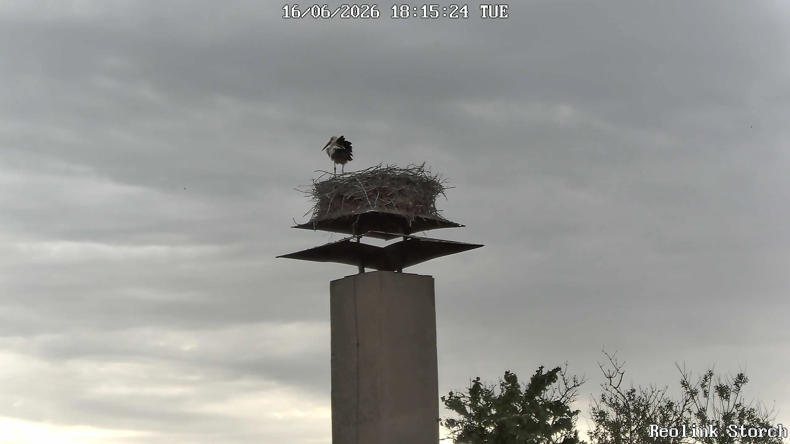 Storchencam Bild