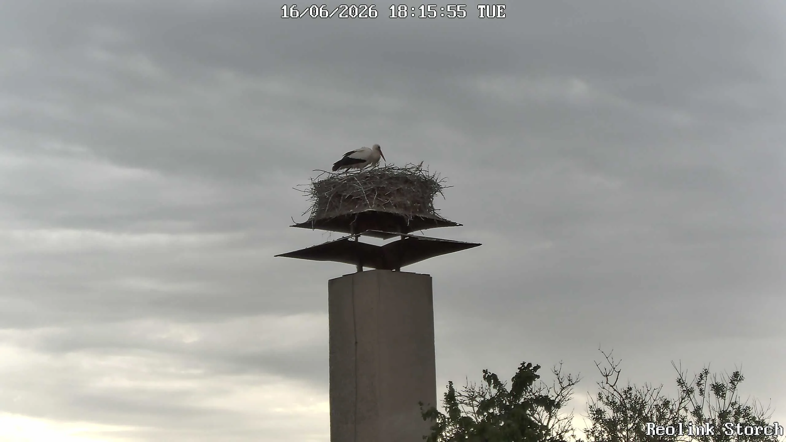 Storchencam Bild
