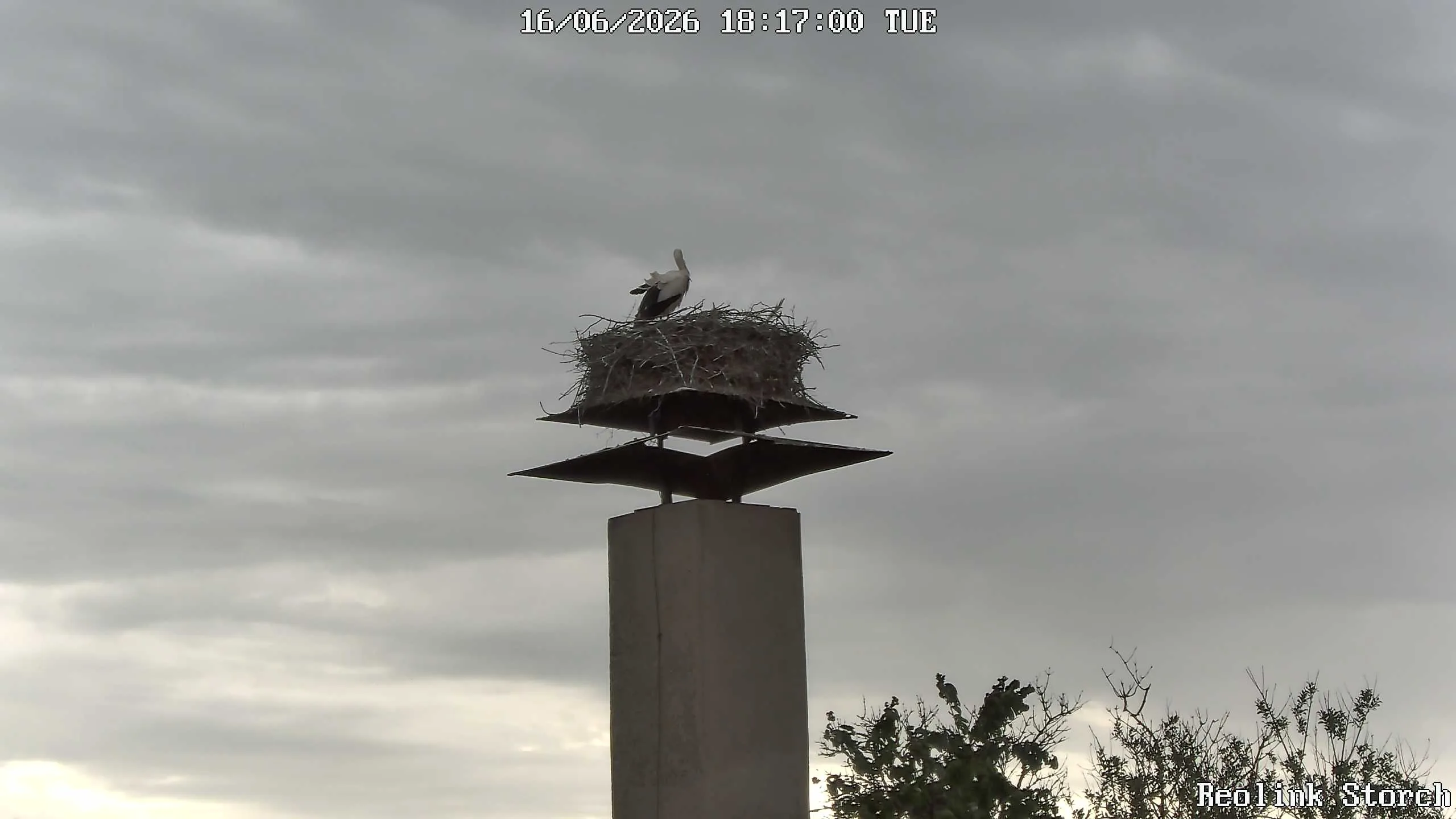 Storchencam Bild