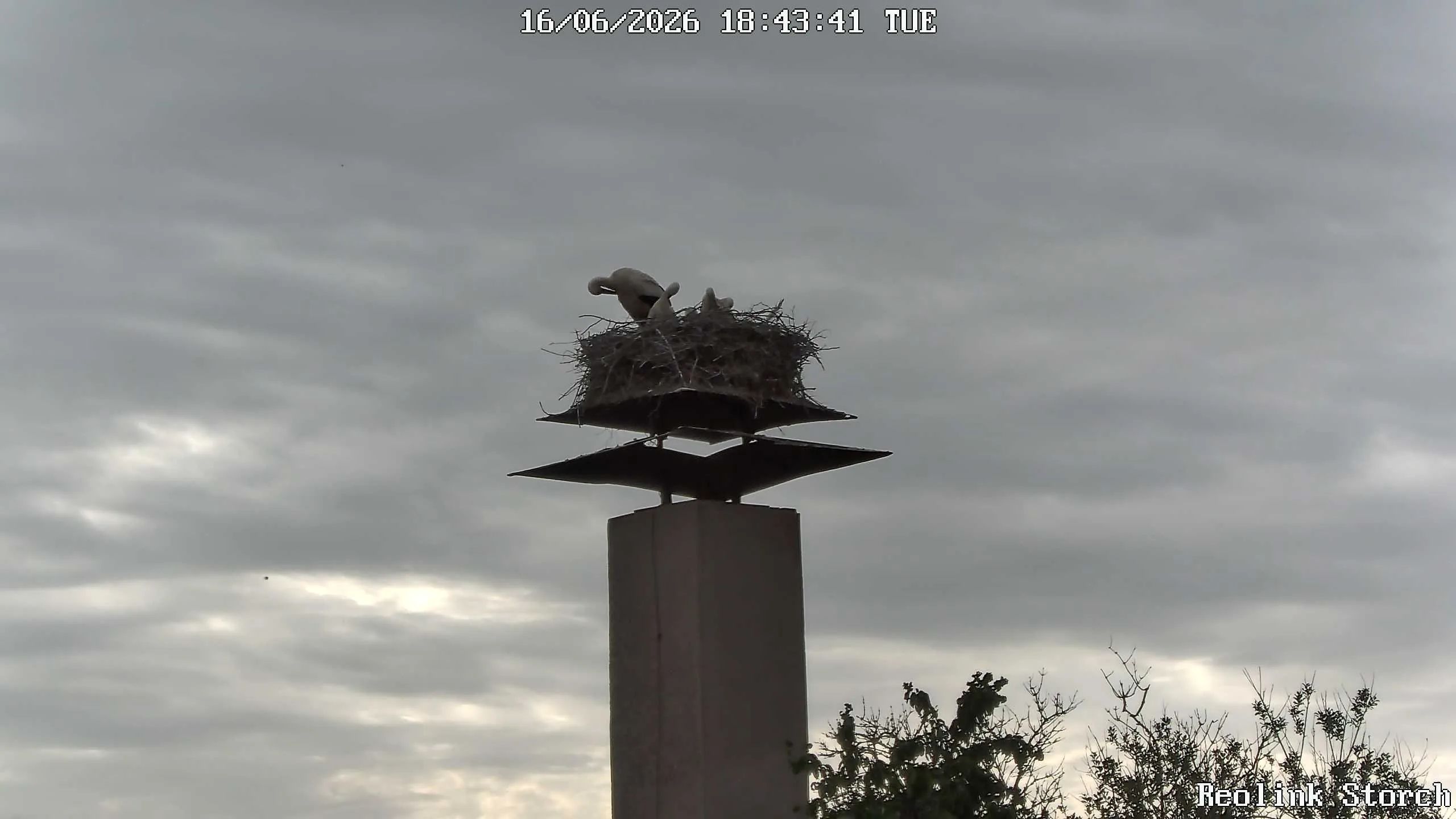 Storchencam Bild