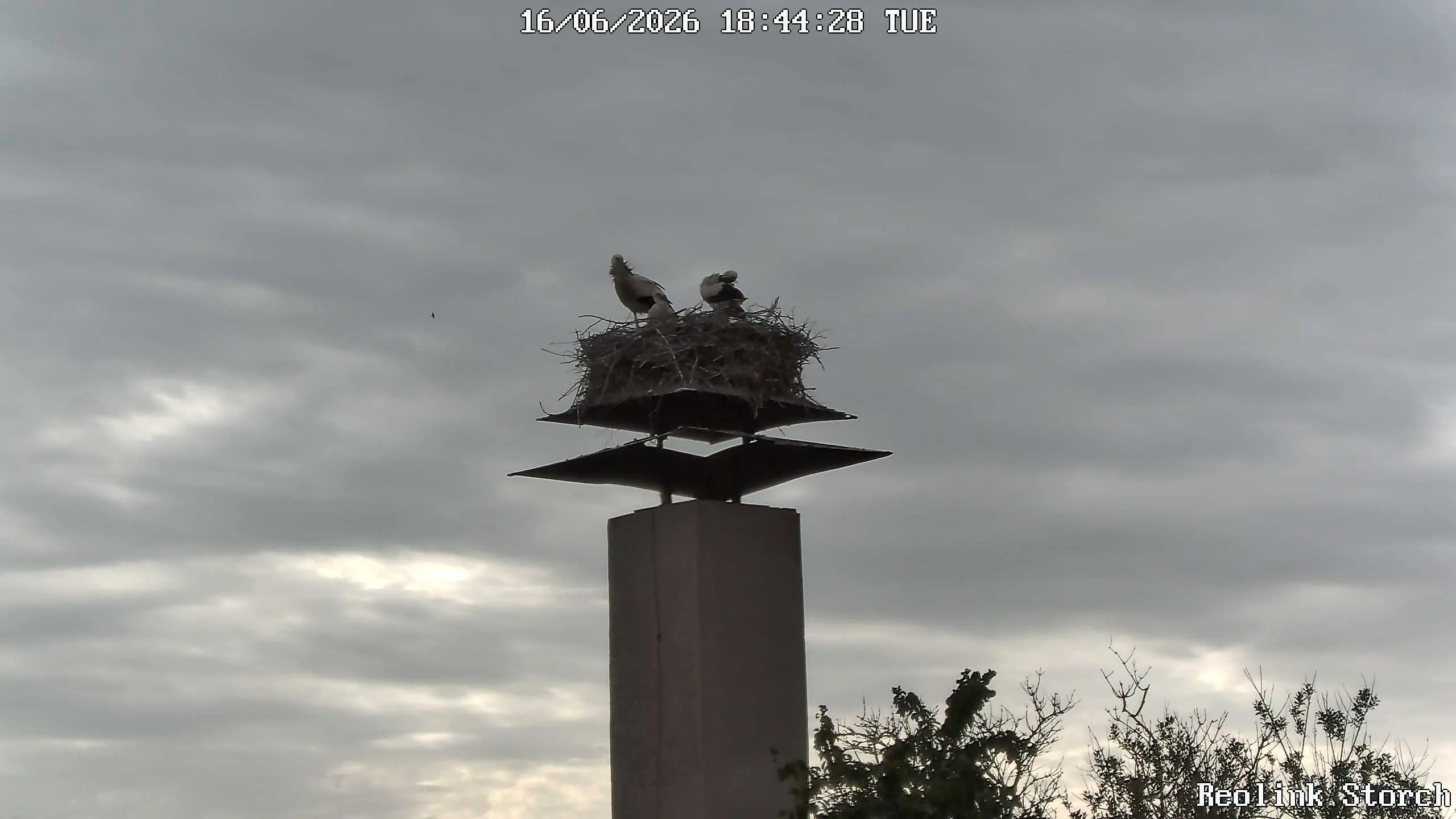 Storchencam Bild