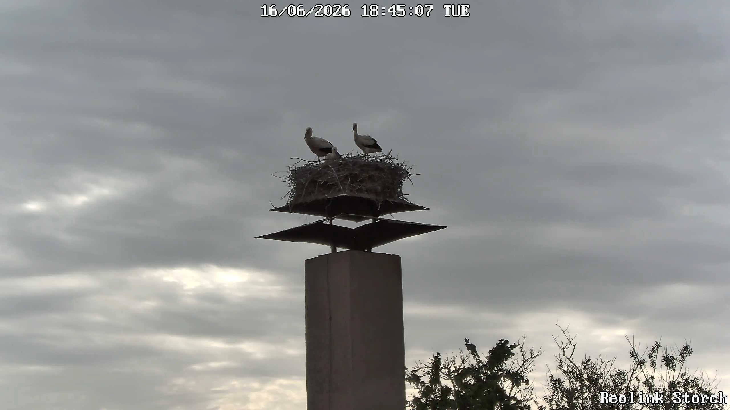 Storchencam Bild