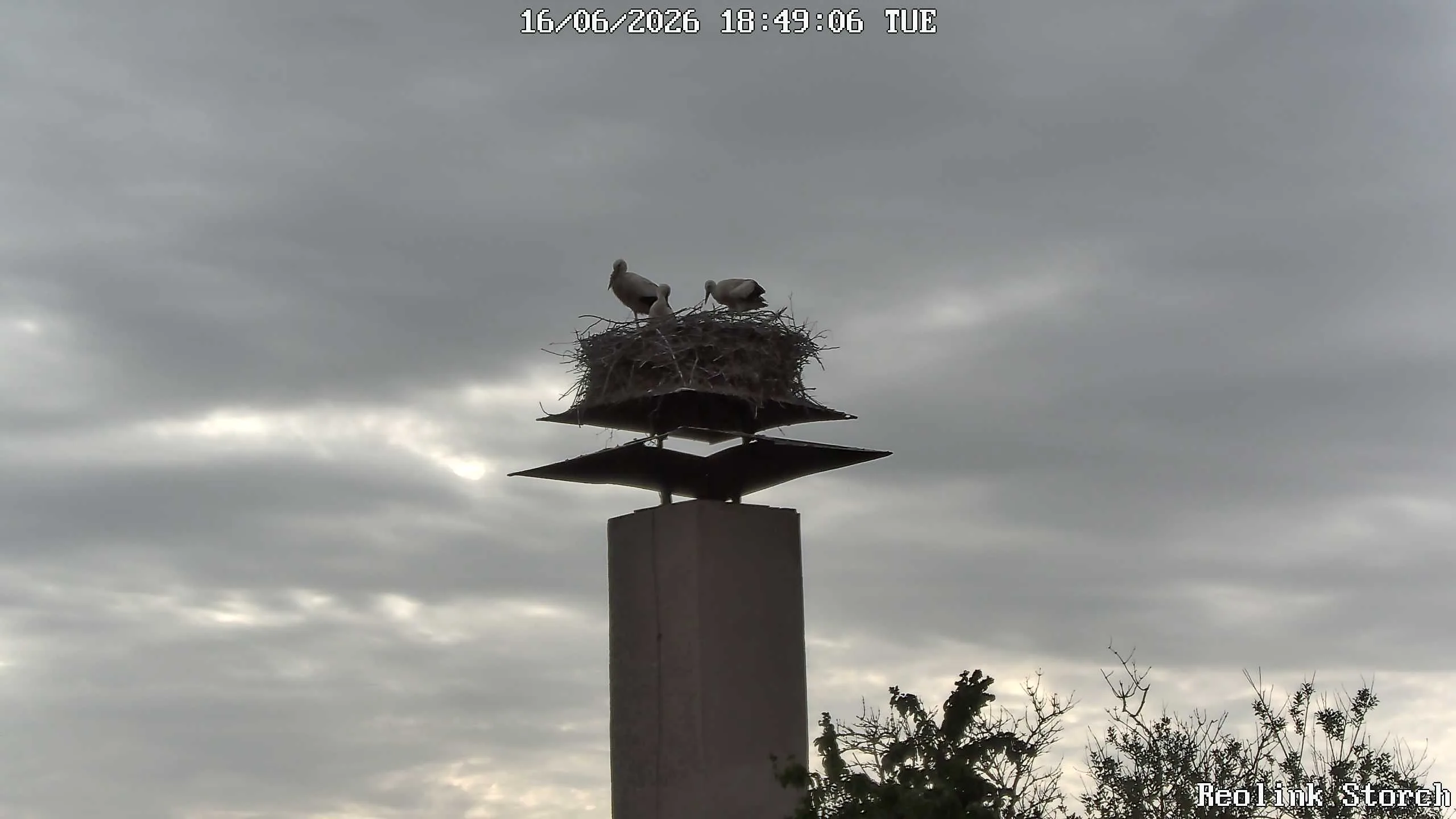 Storchencam Bild