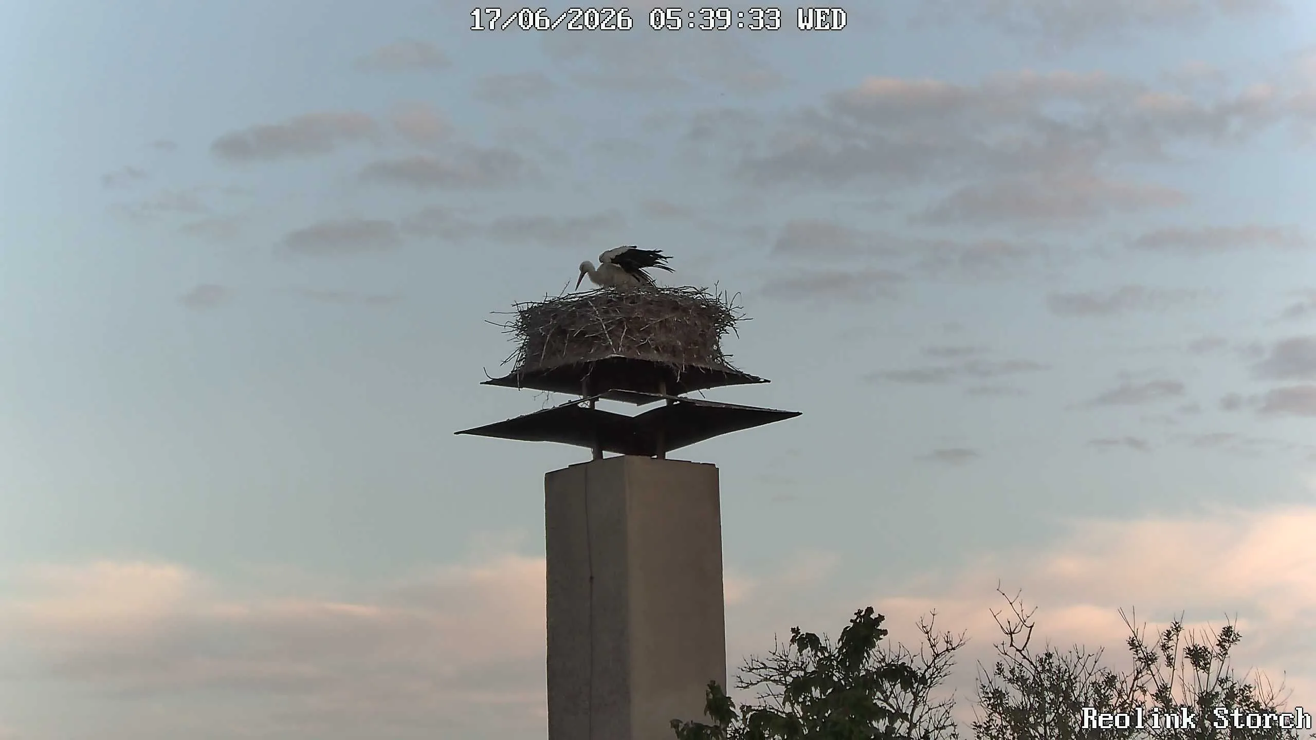Storchencam Bild