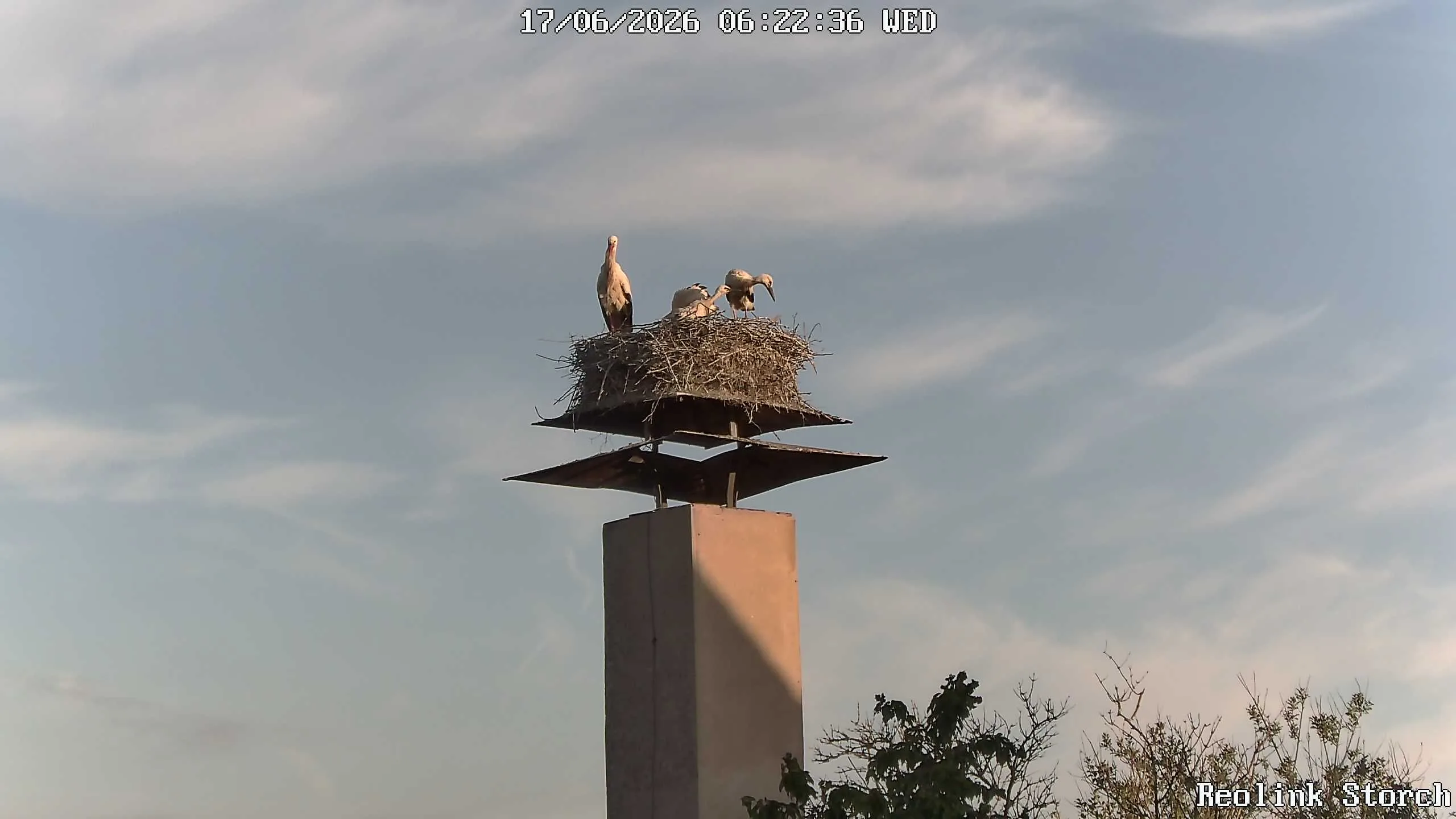 Storchencam Bild