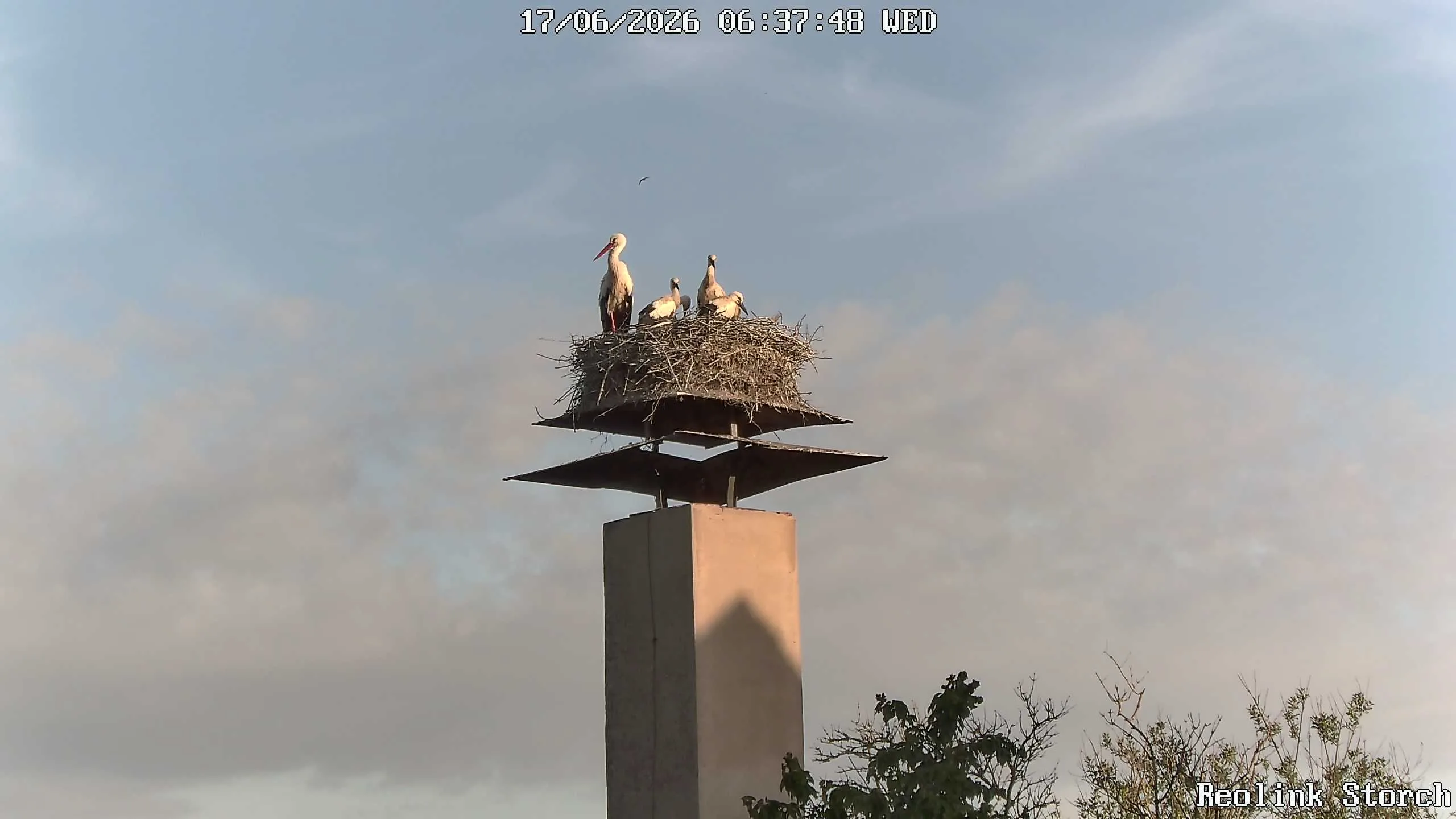 Storchencam Bild