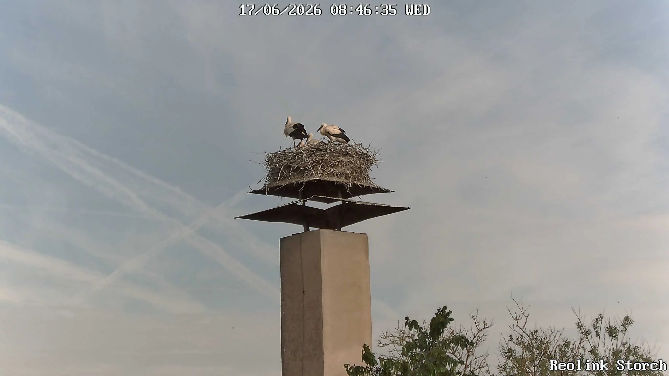 Storchencam Bild