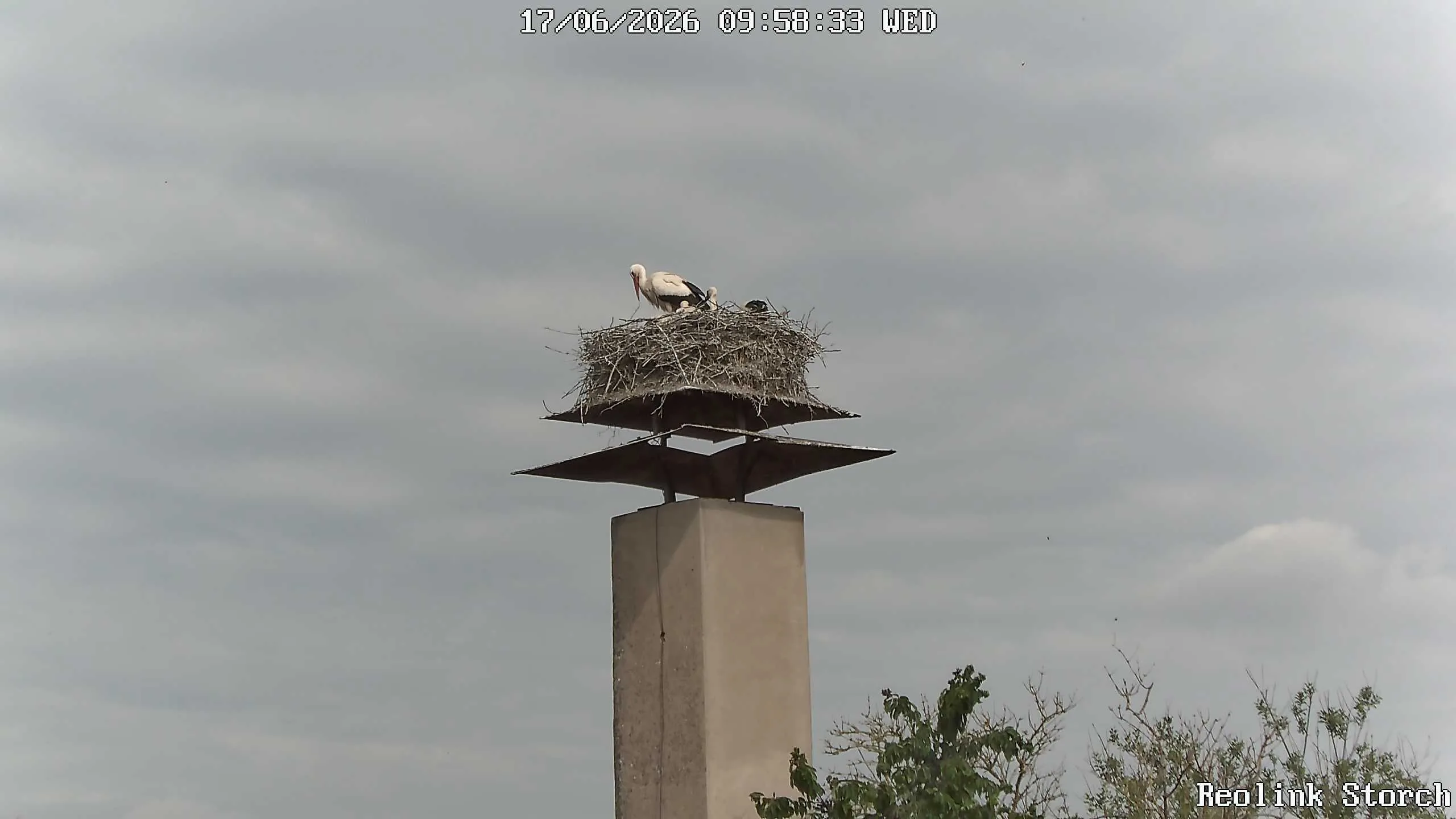 Storchencam Bild