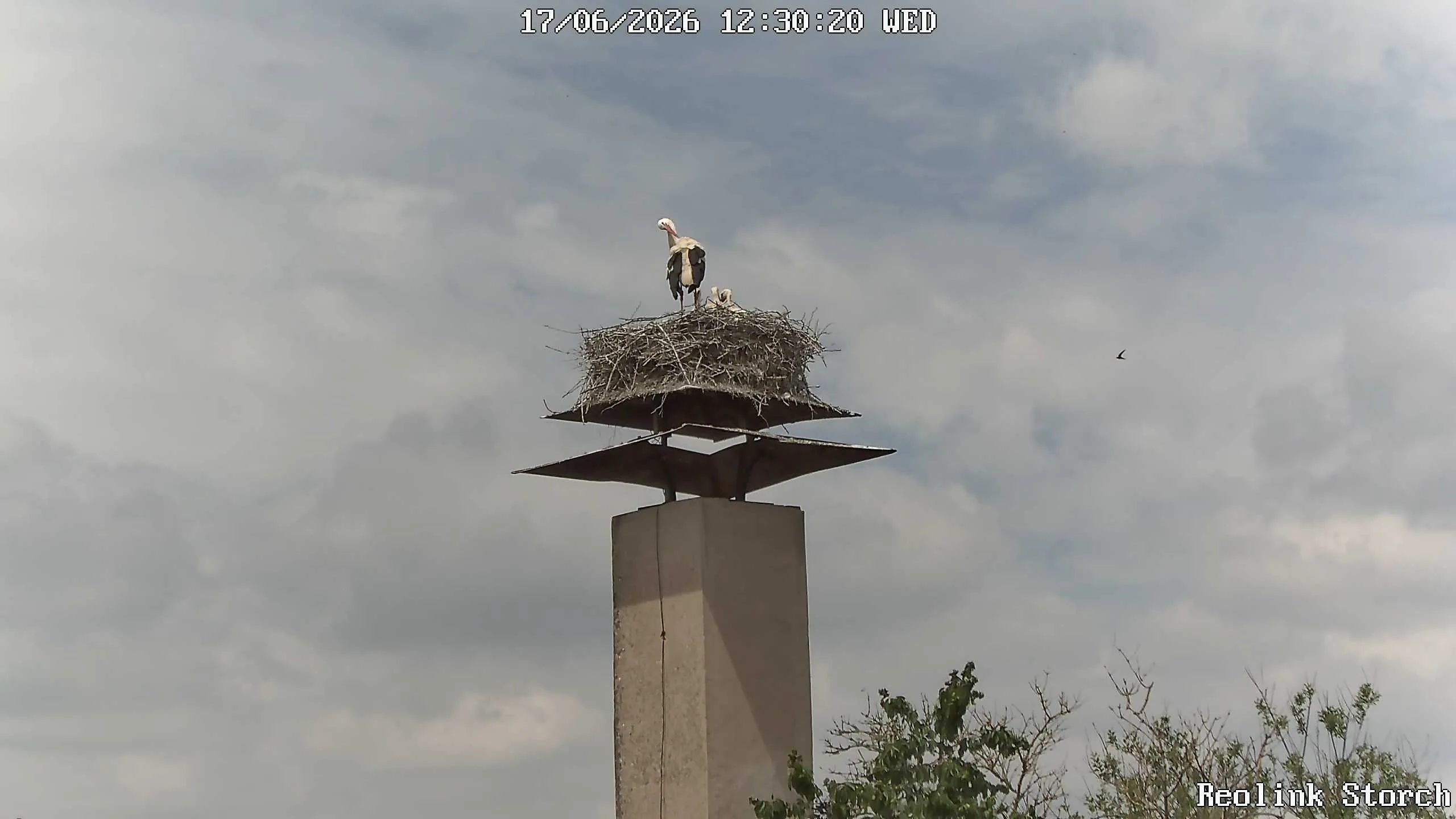 Storchencam Bild