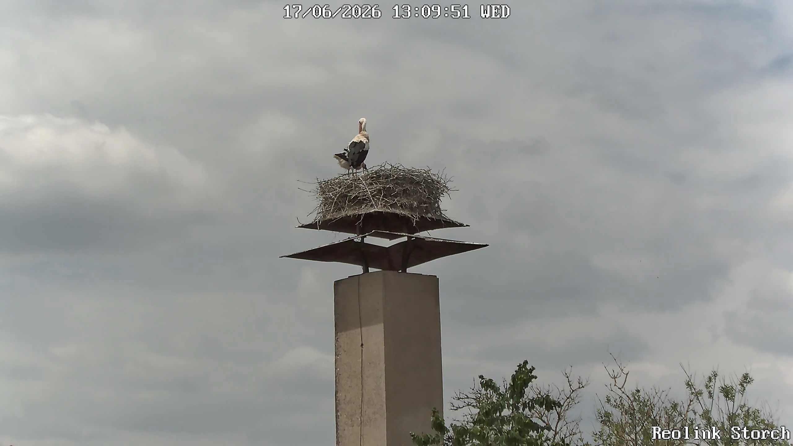Storchencam Bild
