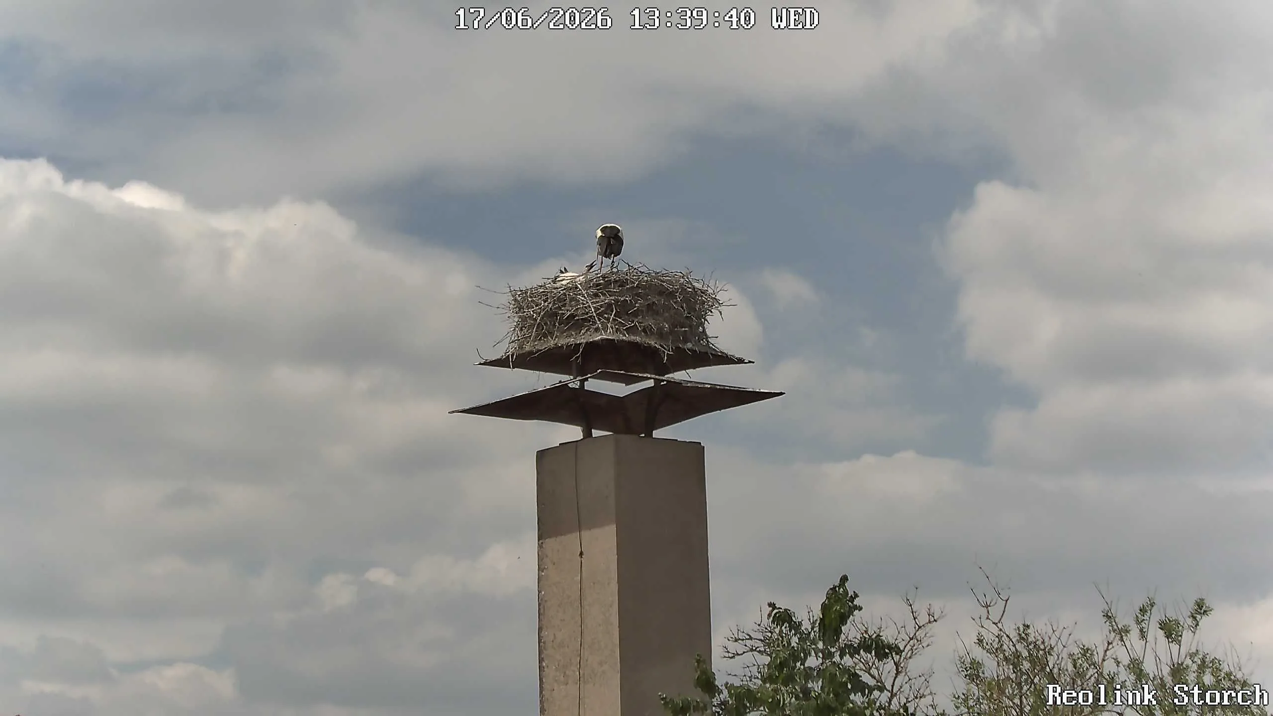 Storchencam Bild