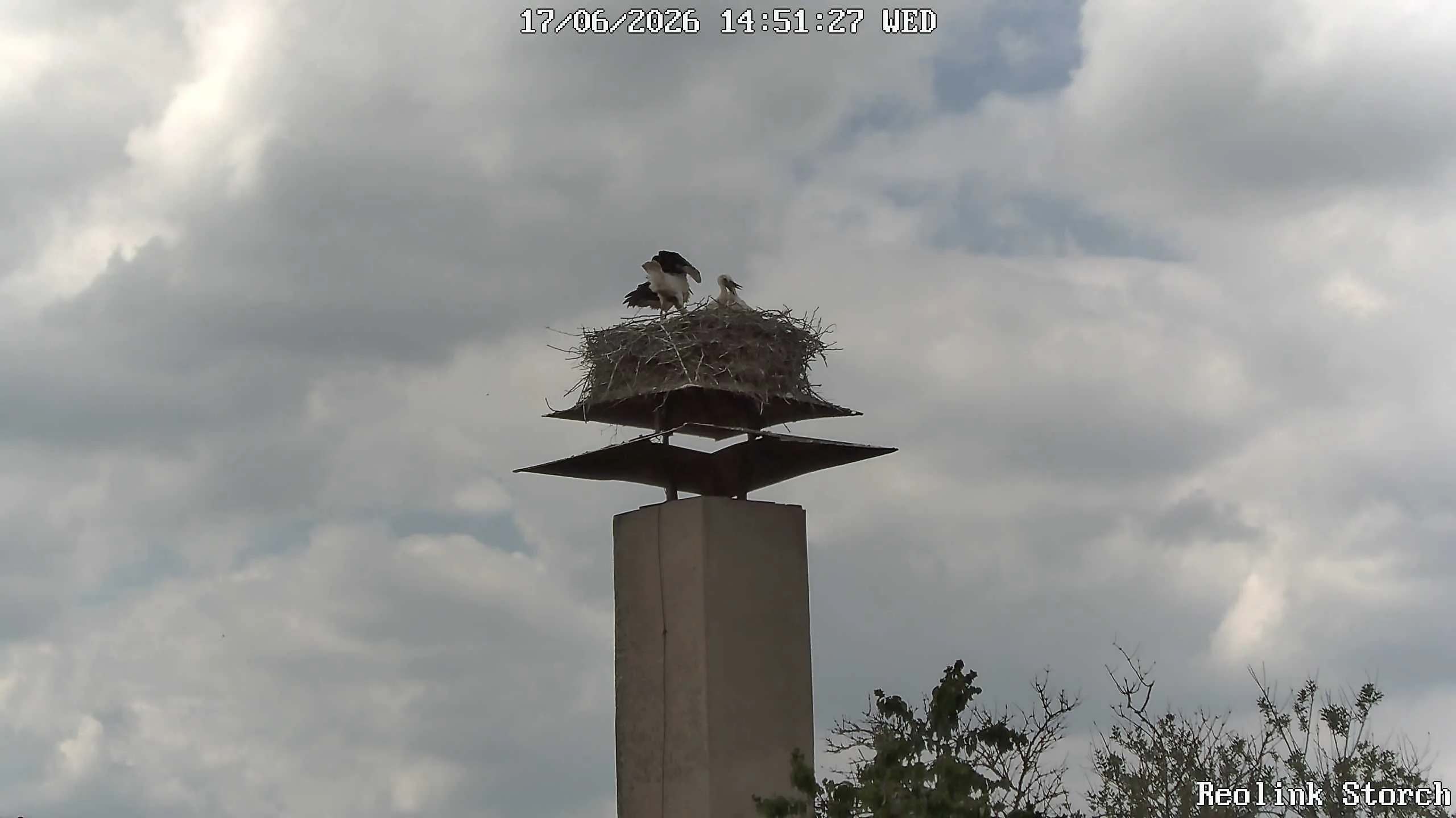 Storchencam Bild