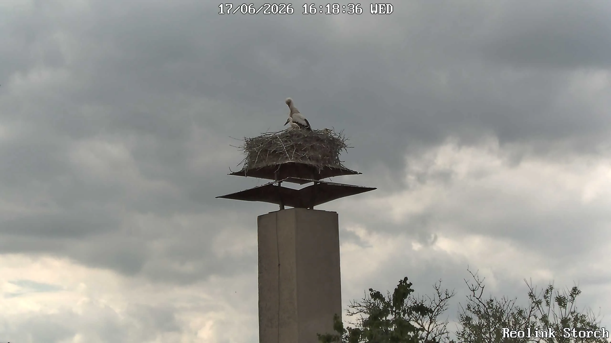 Storchencam Bild