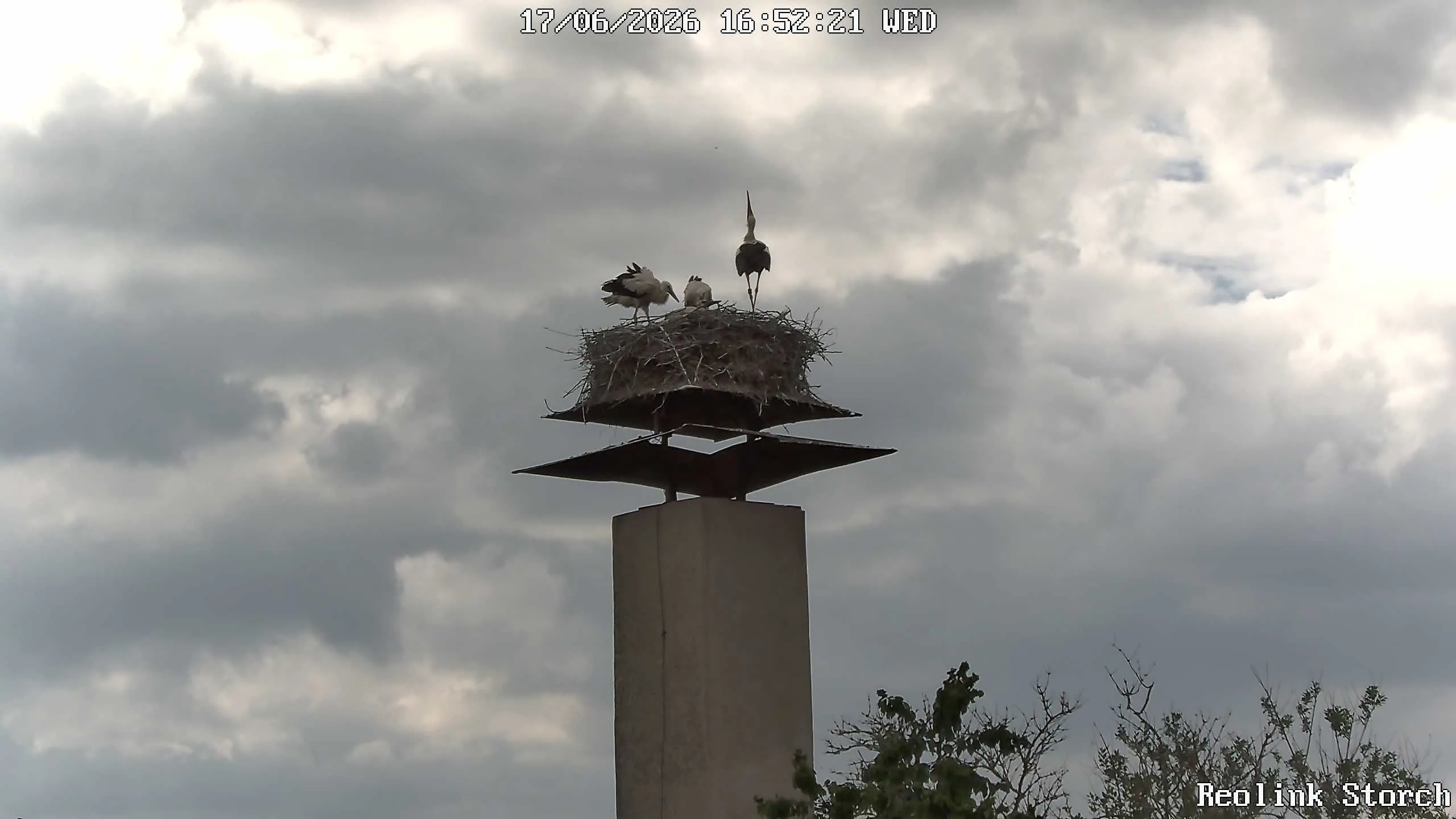 Storchencam Bild
