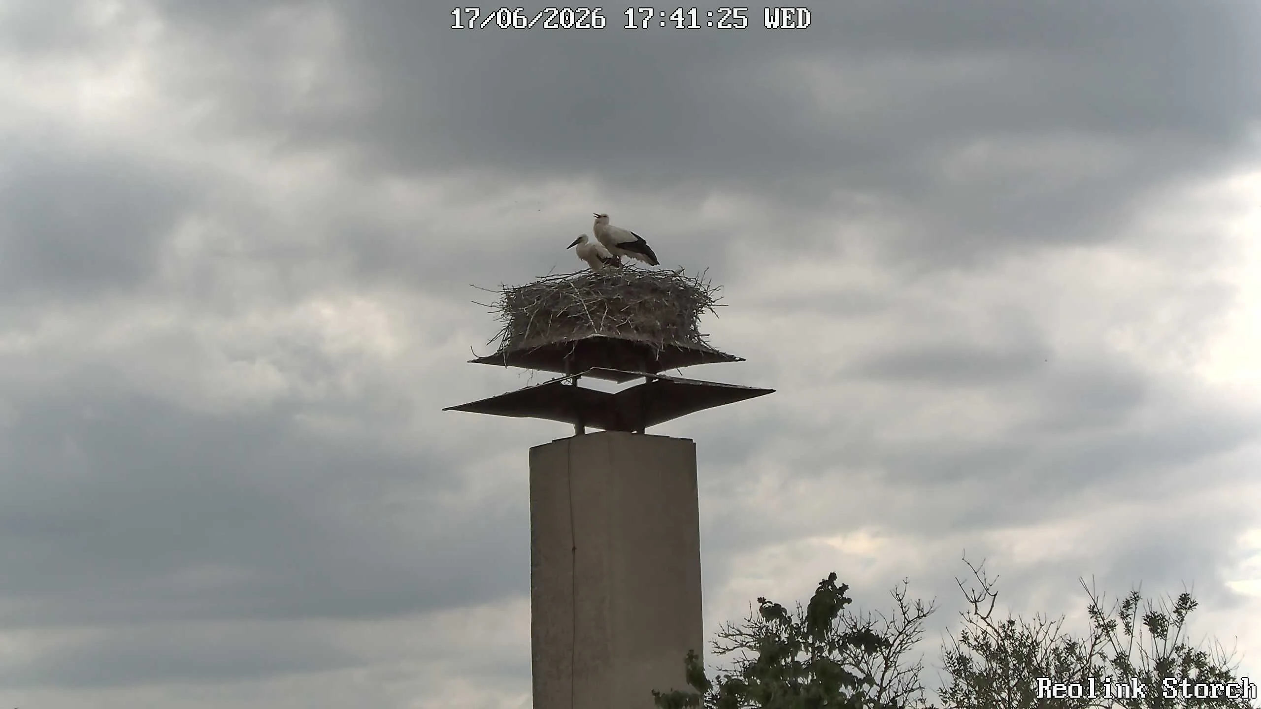 Storchencam Bild