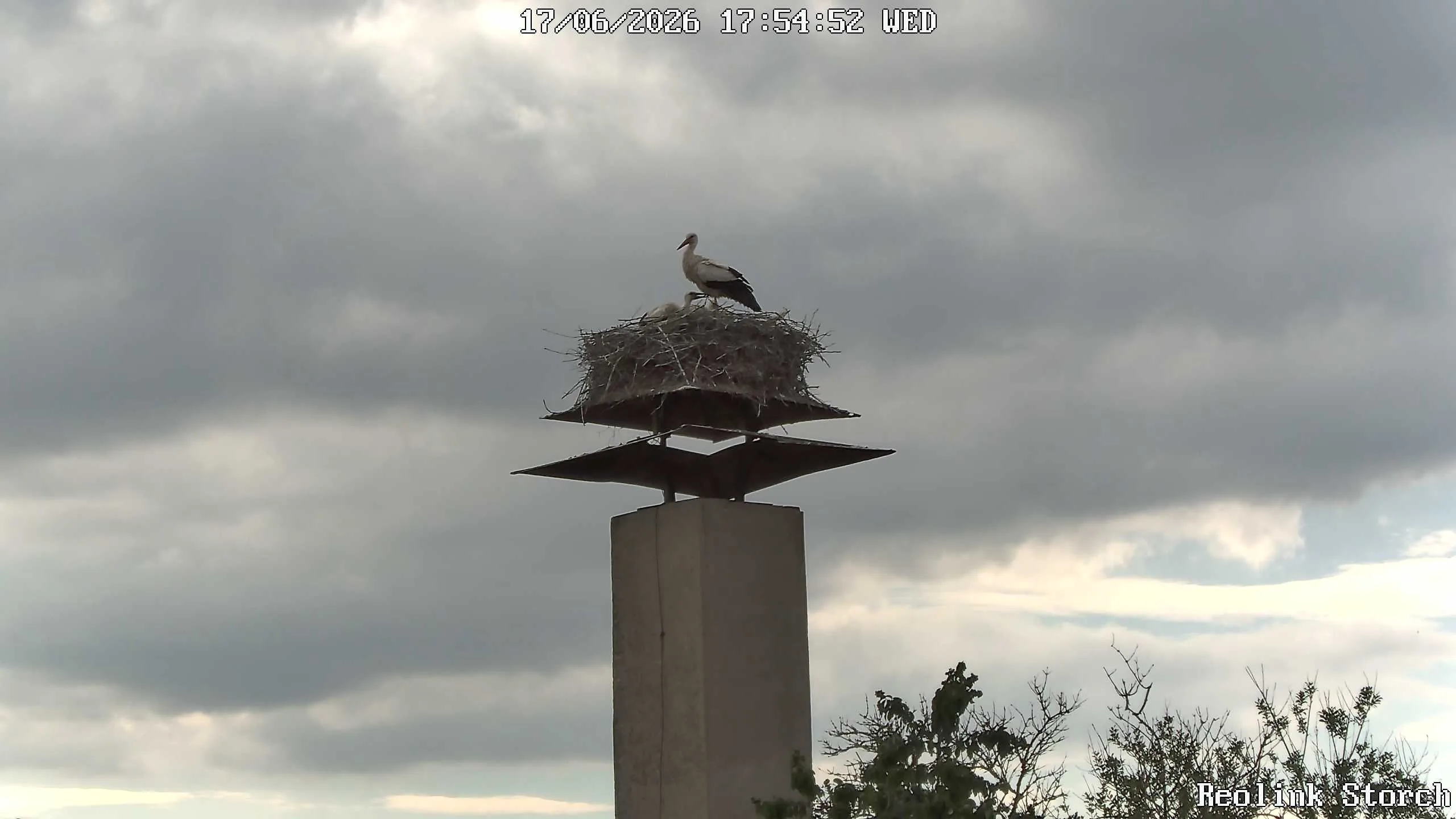 Storchencam Bild