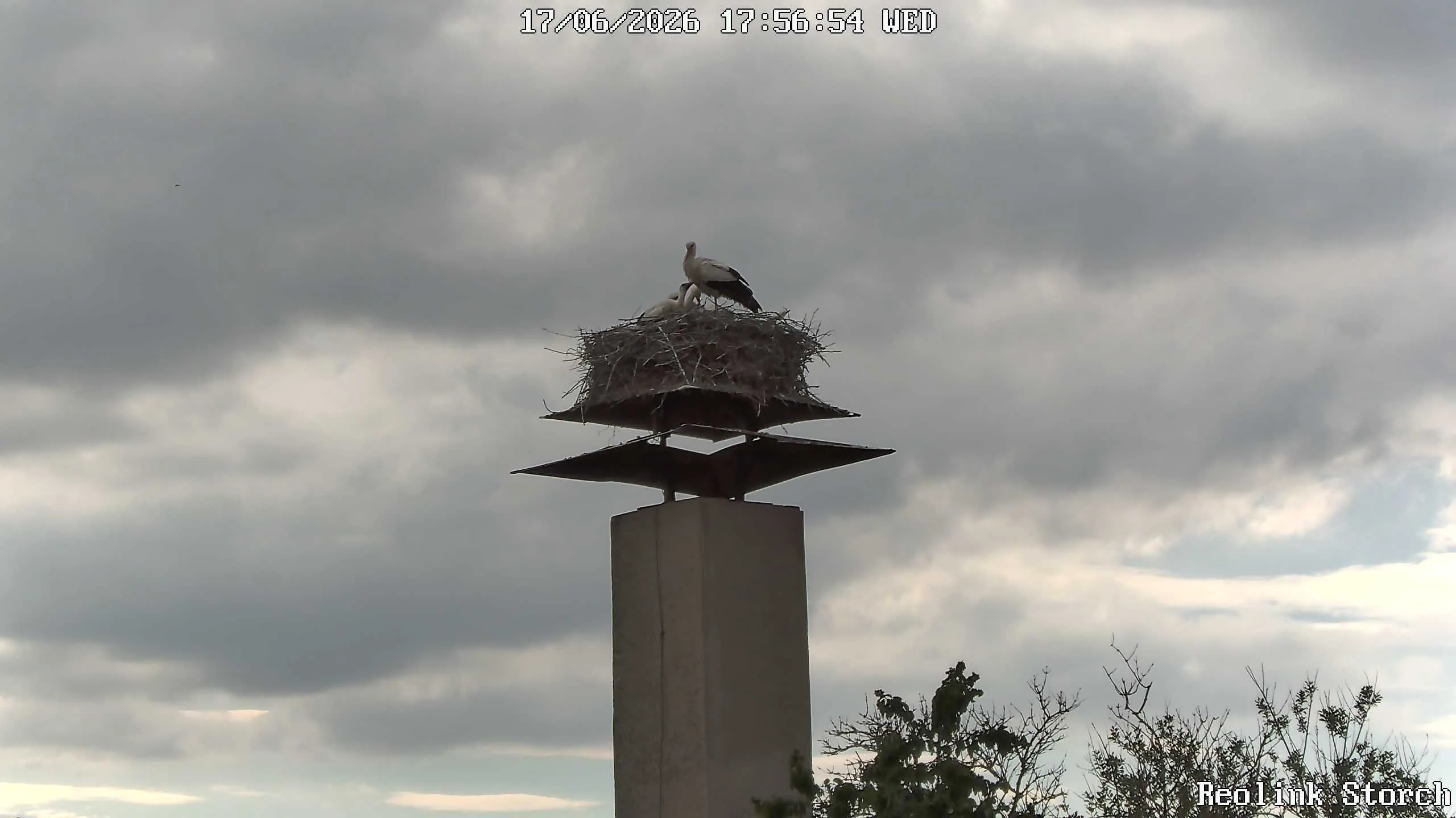 Storchencam Bild