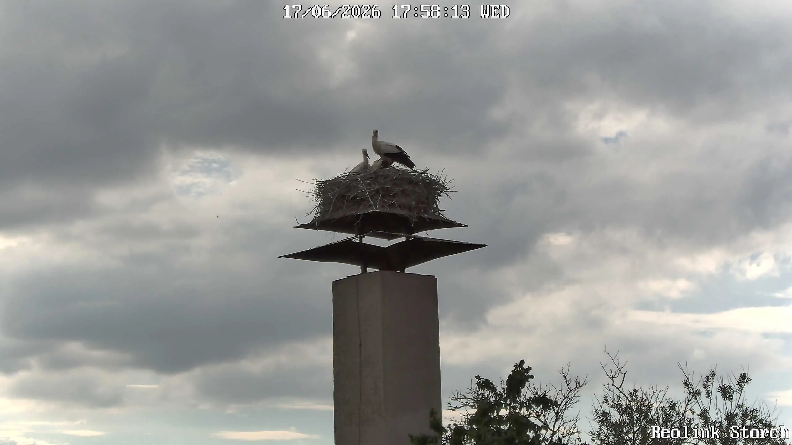Storchencam Bild