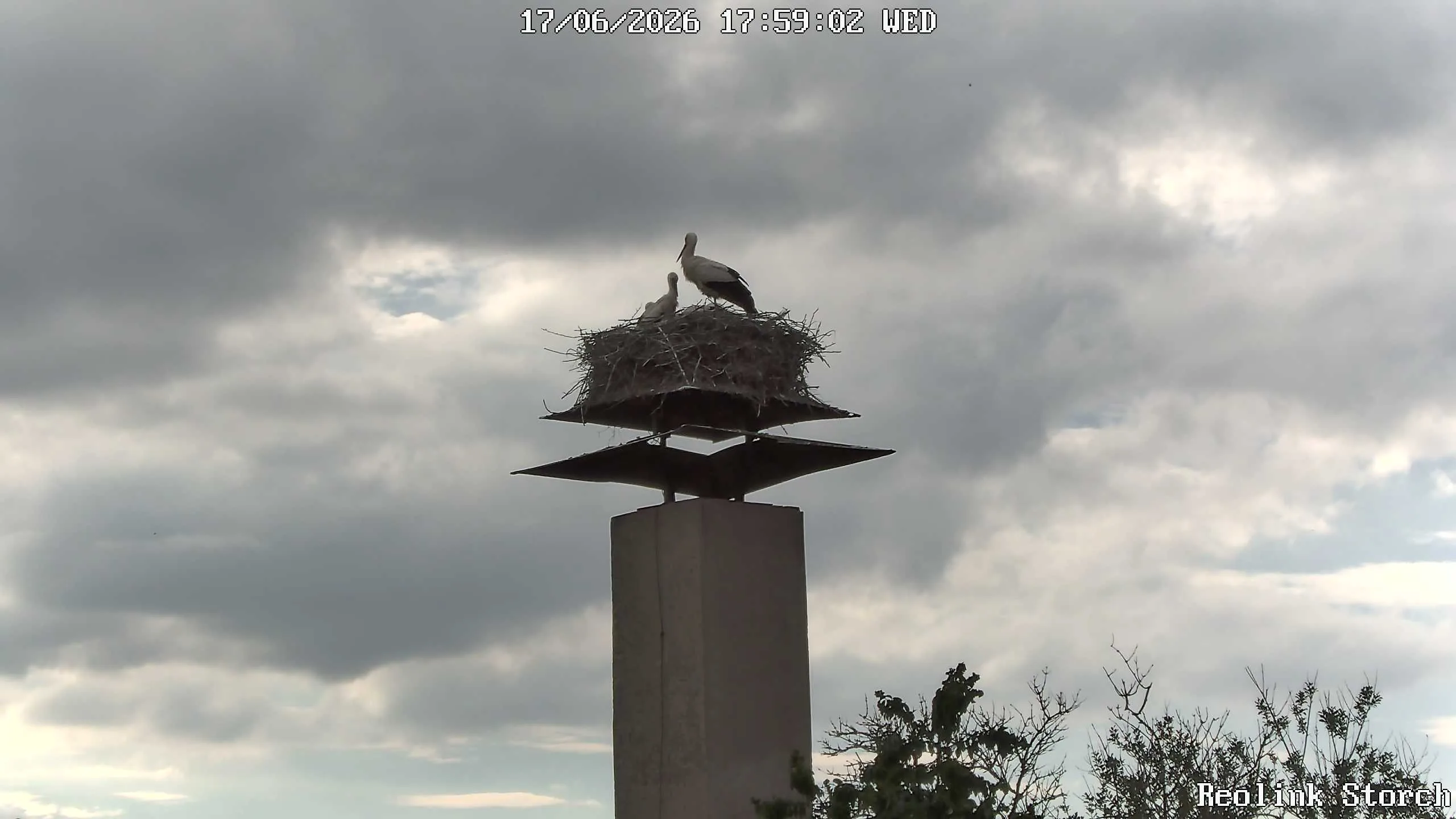 Storchencam Bild