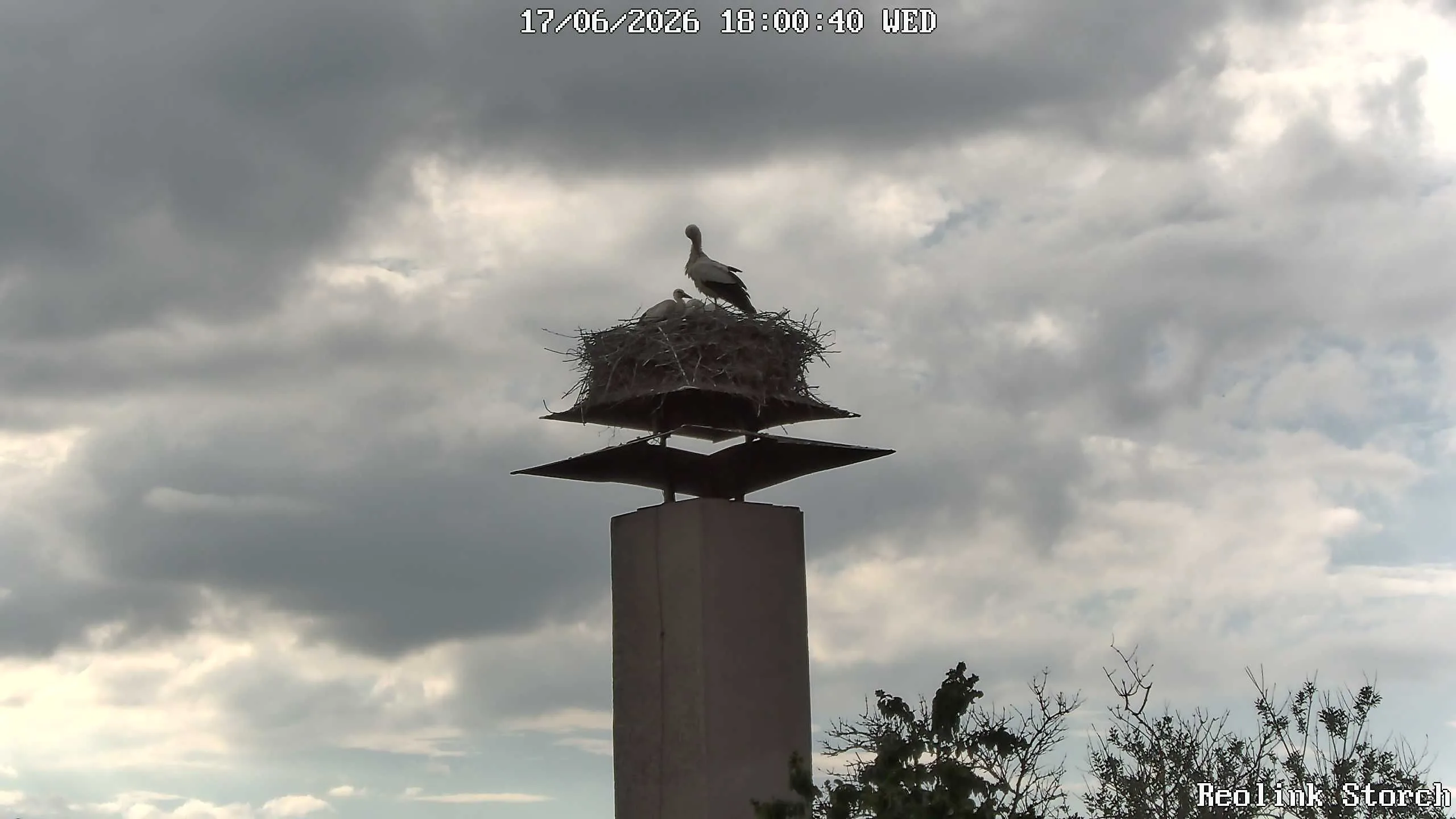 Storchencam Bild