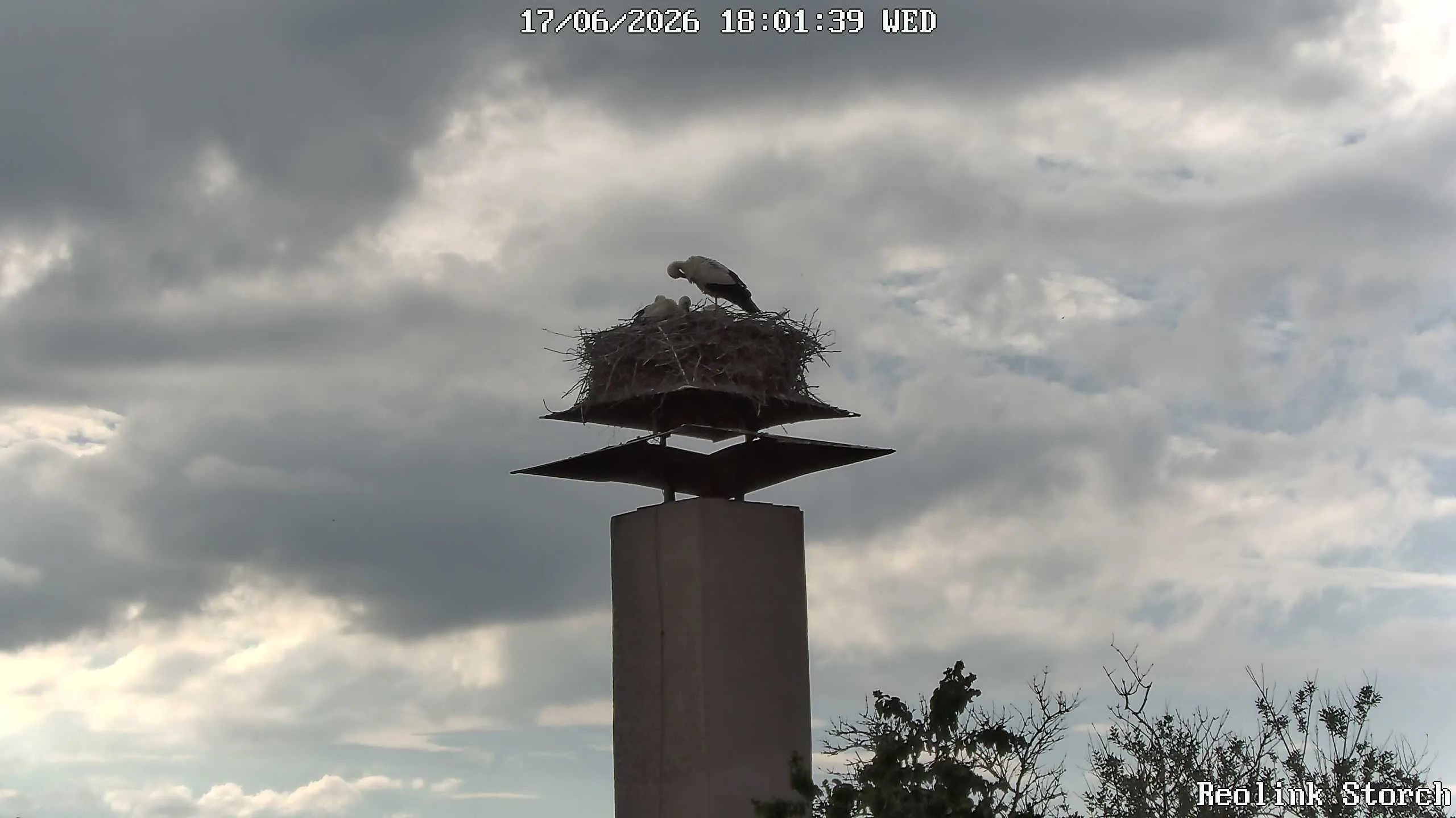 Storchencam Bild