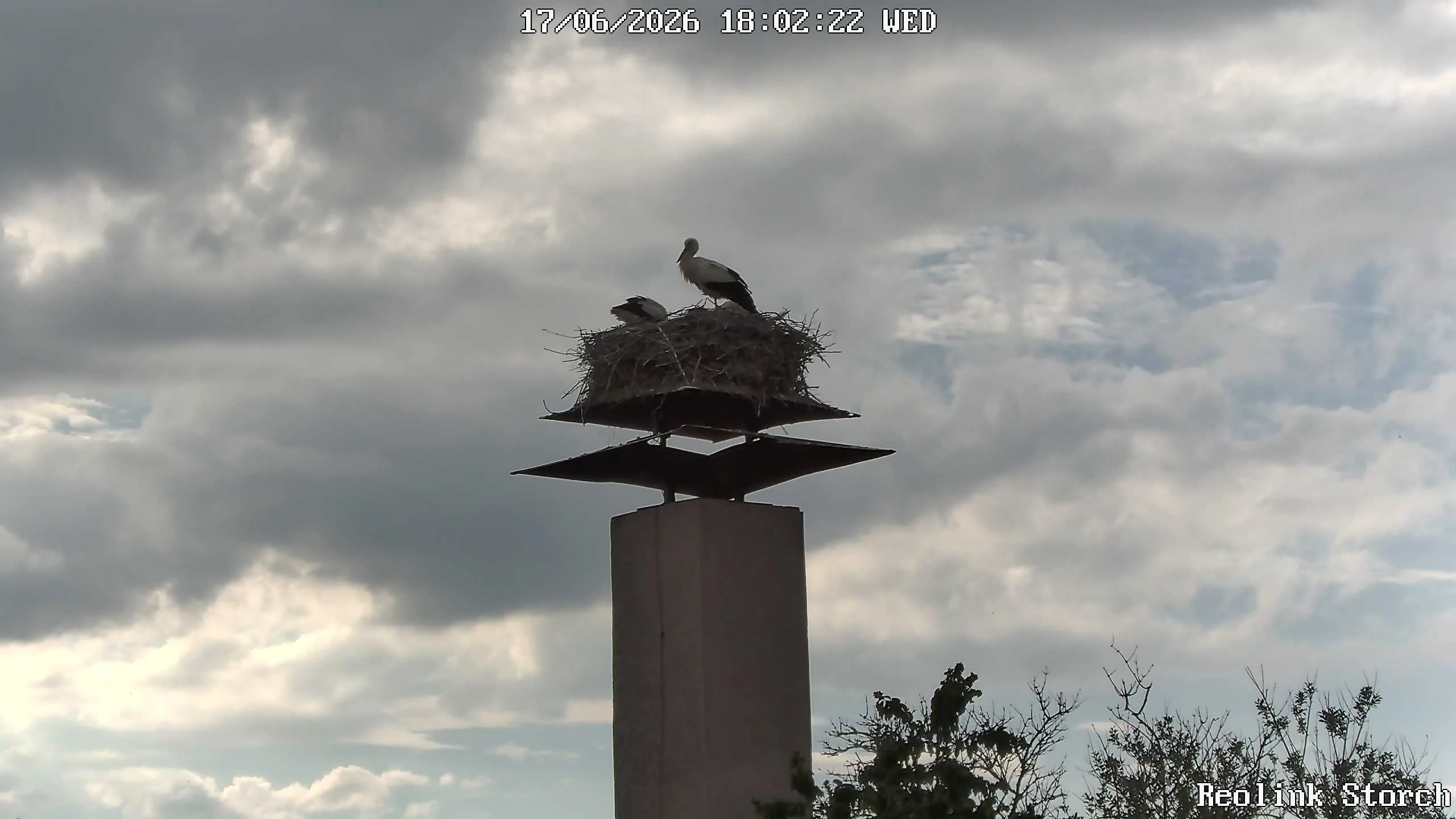 Storchencam Bild