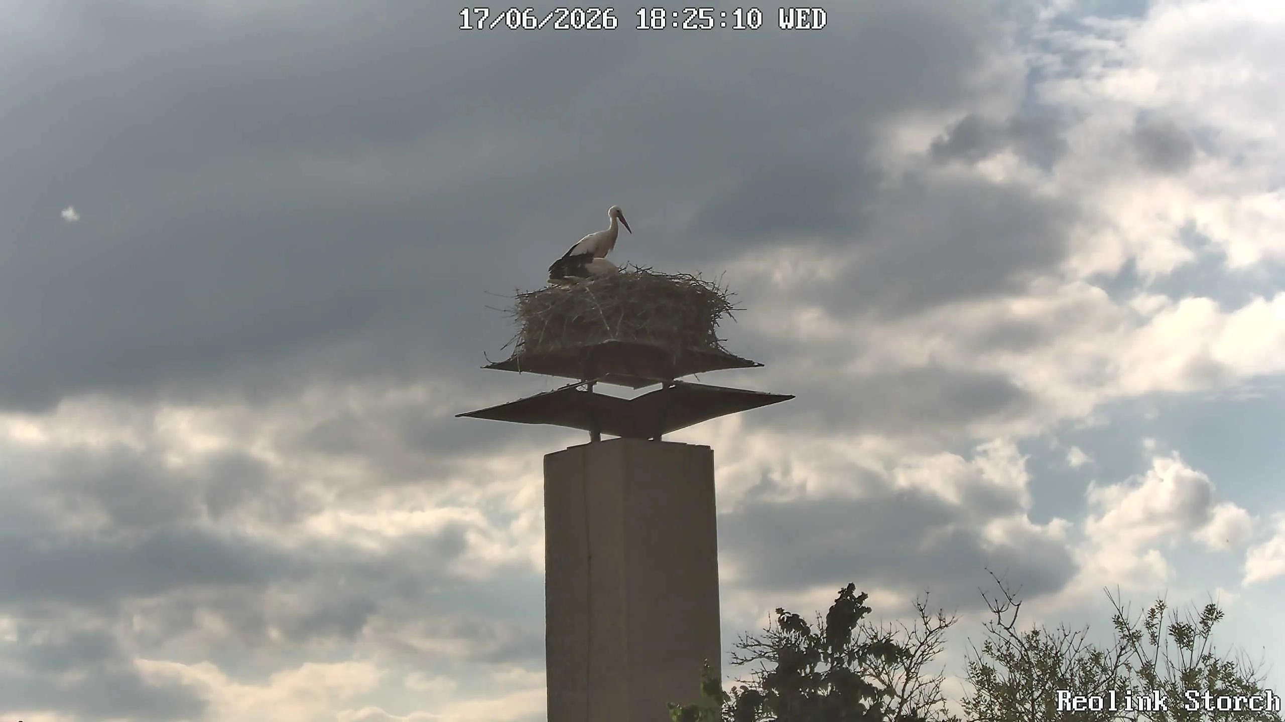 Storchencam Bild